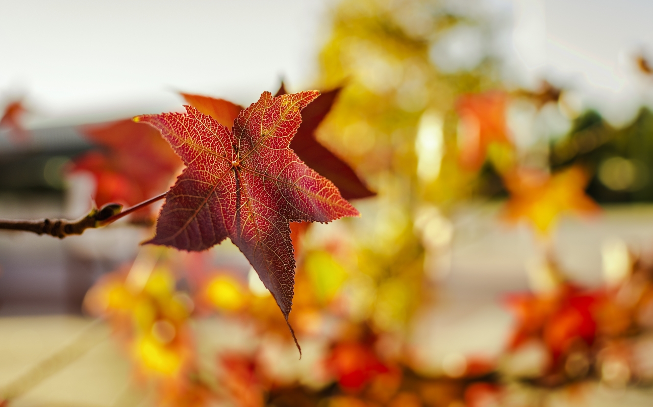 秋季大自然美丽红枫叶高清美景高清图片下载