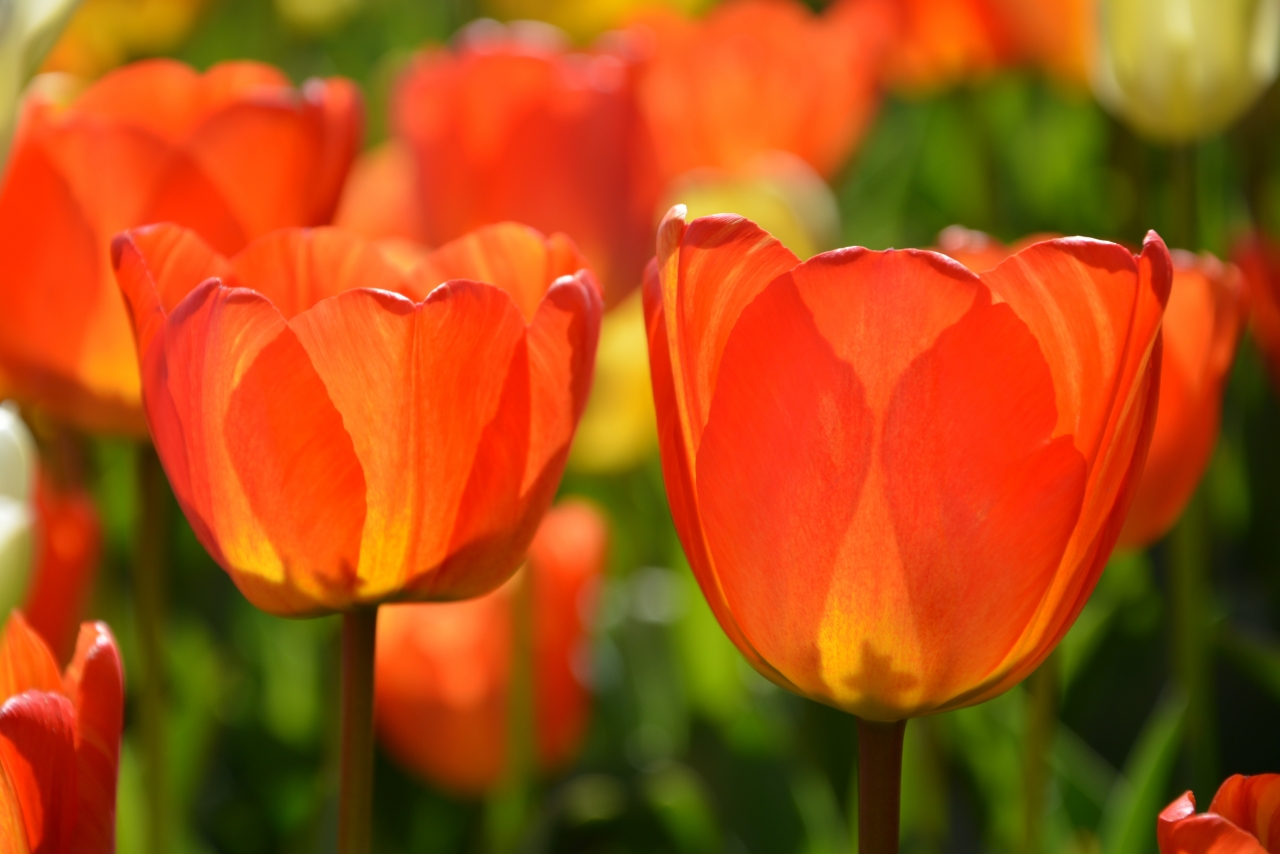 阳光户外自然橙色花朵郁金香植物花丛高清图片下载