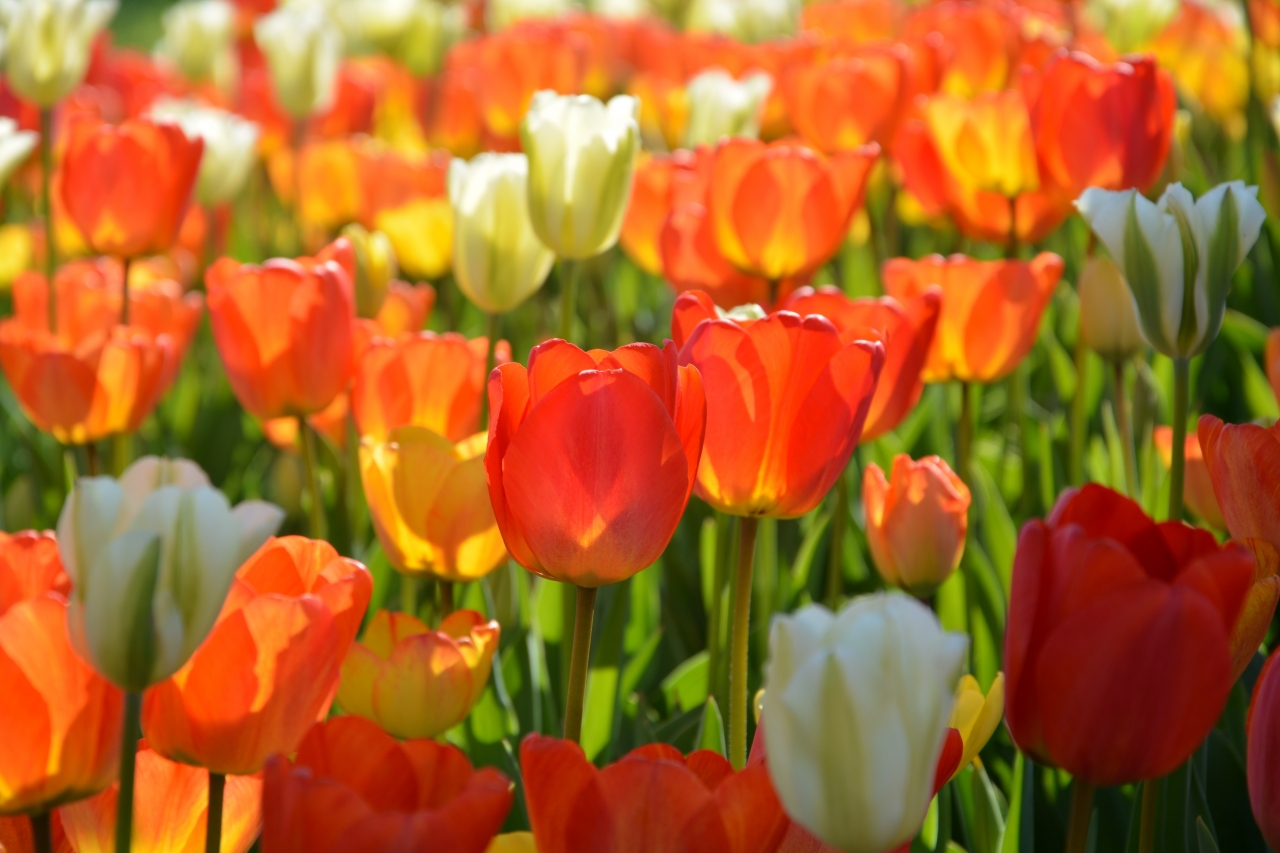 阳光户外自然橙色白色花朵郁金香植物<span style='color:red;'>花丛</span>高清图片下载