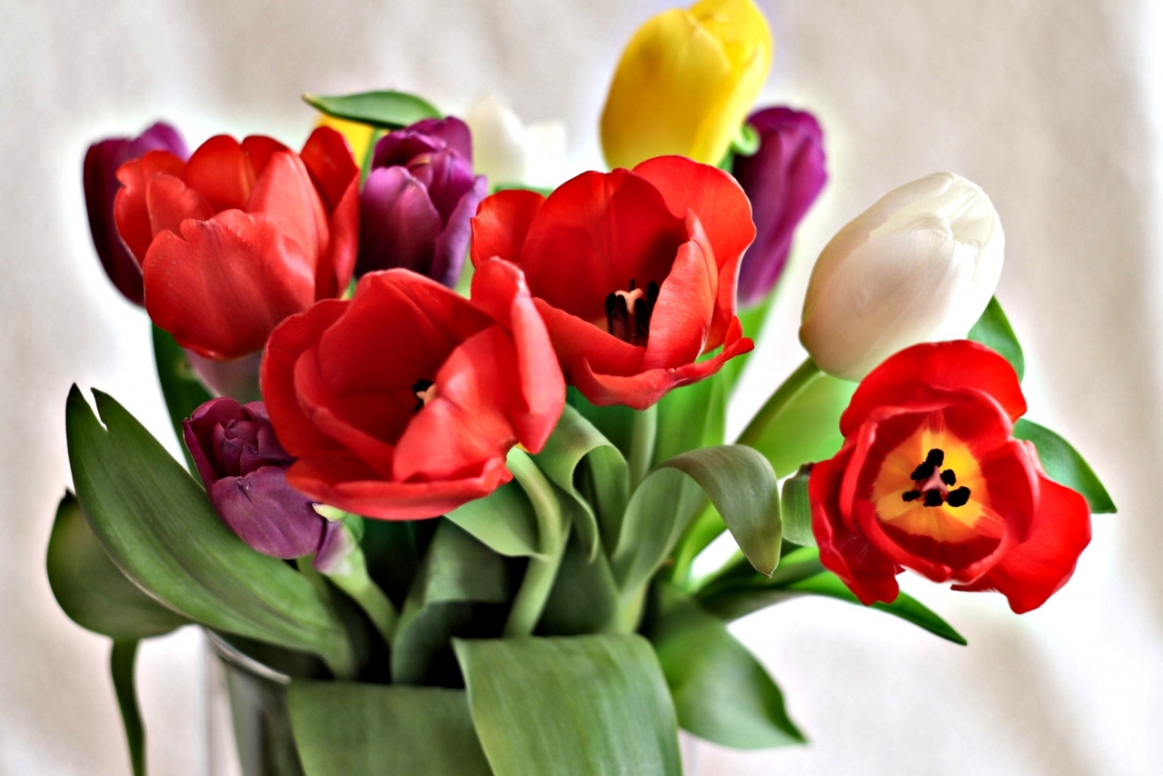 室内鲜艳美丽彩色花朵郁金香自然植物高清图片下载