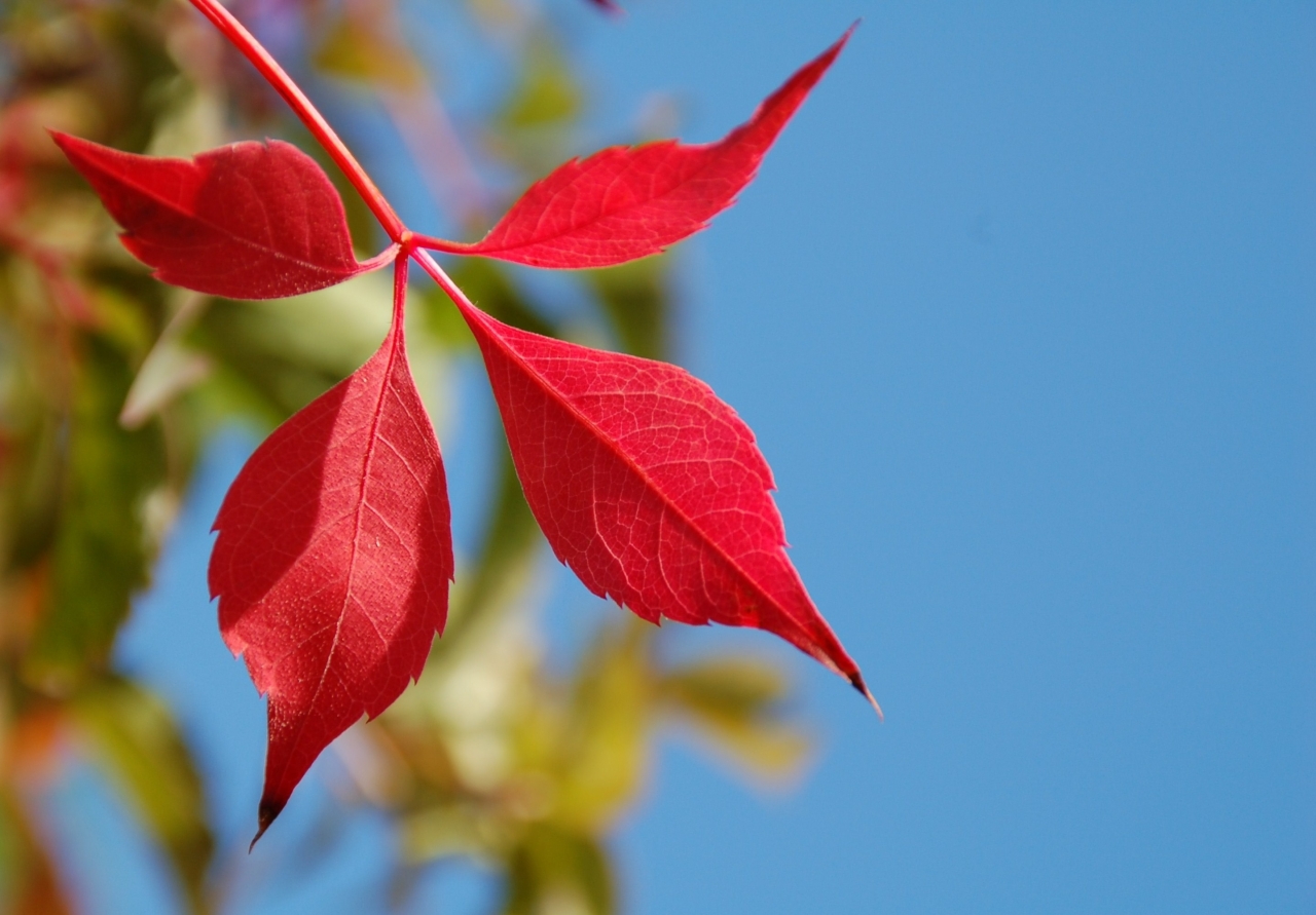 秋季火红树叶纹路高清特写高清图片下载