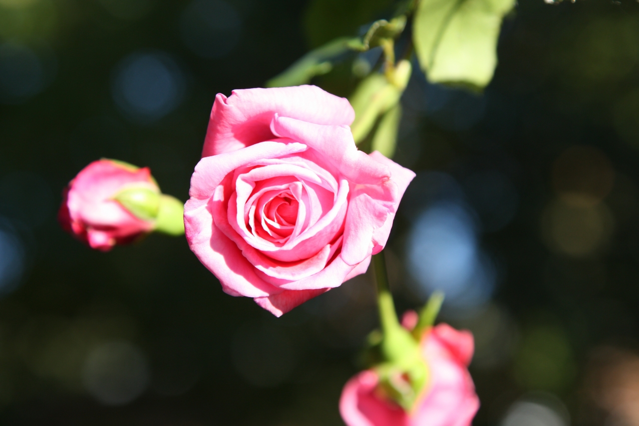 阳光户外自然绿色叶子粉色花朵玫瑰植物高清图片下载