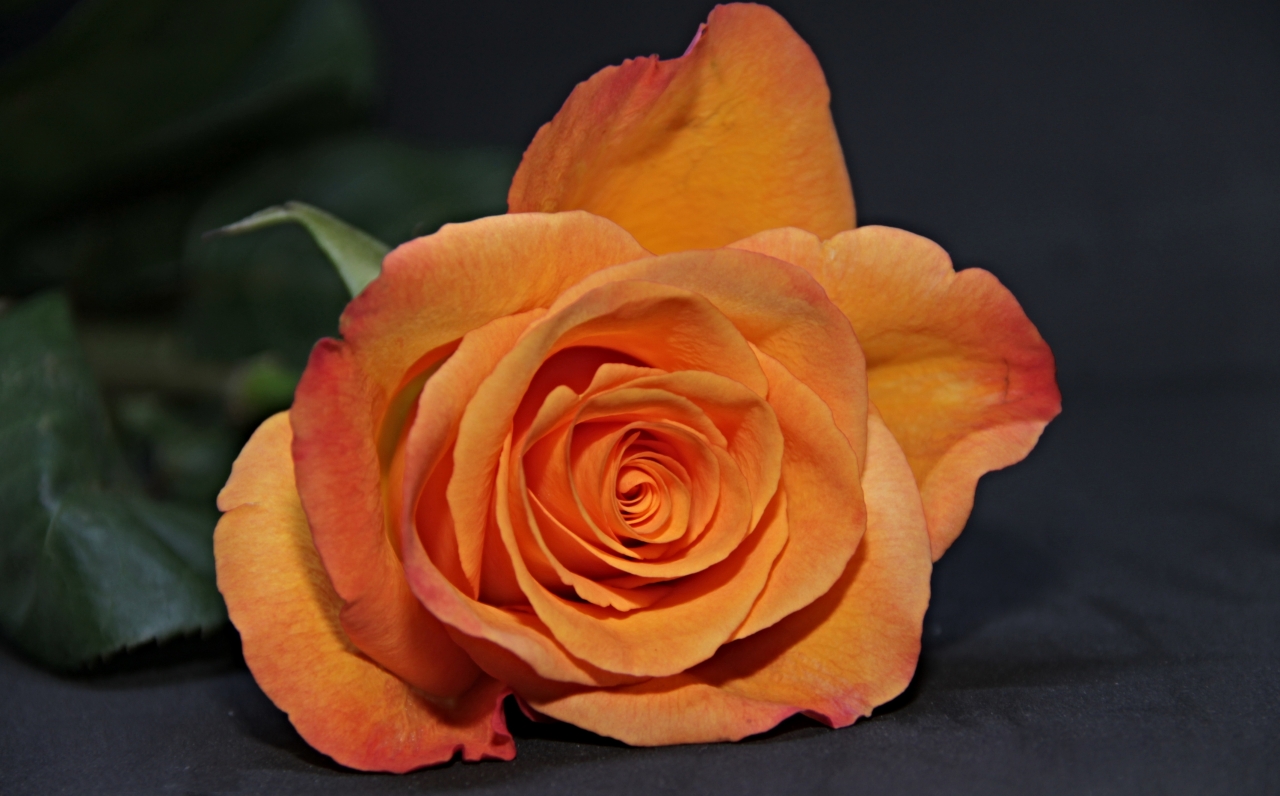 灰色桌面浪漫美丽橙色花朵玫瑰植物高清图片下载