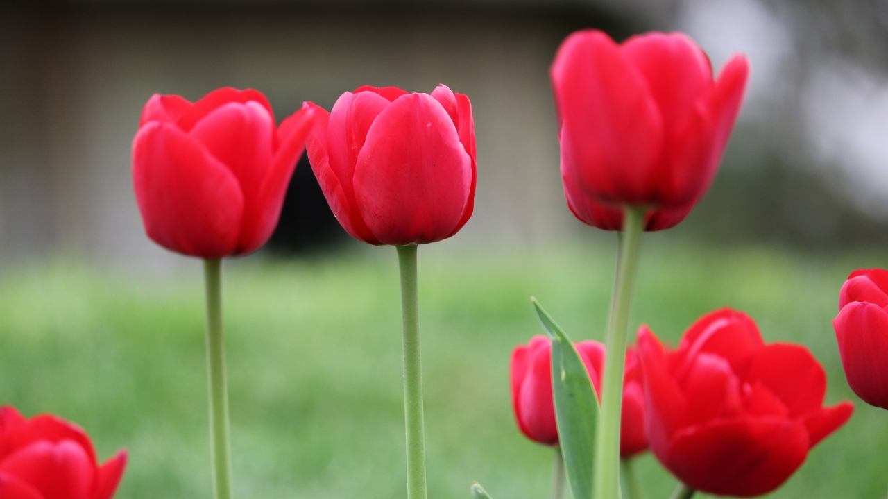 虚化背景户外自然红色花朵郁金香植物高清图片下载