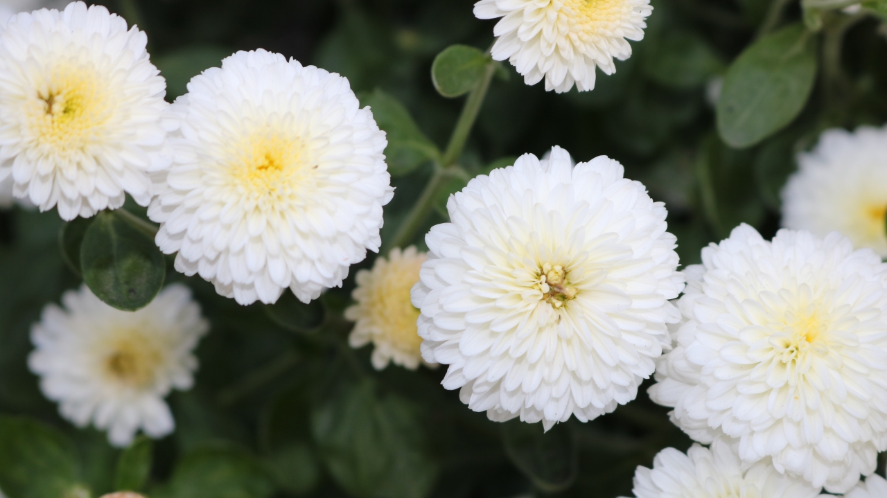 自然户外白色花朵绿色枝叶植物高清图片下载