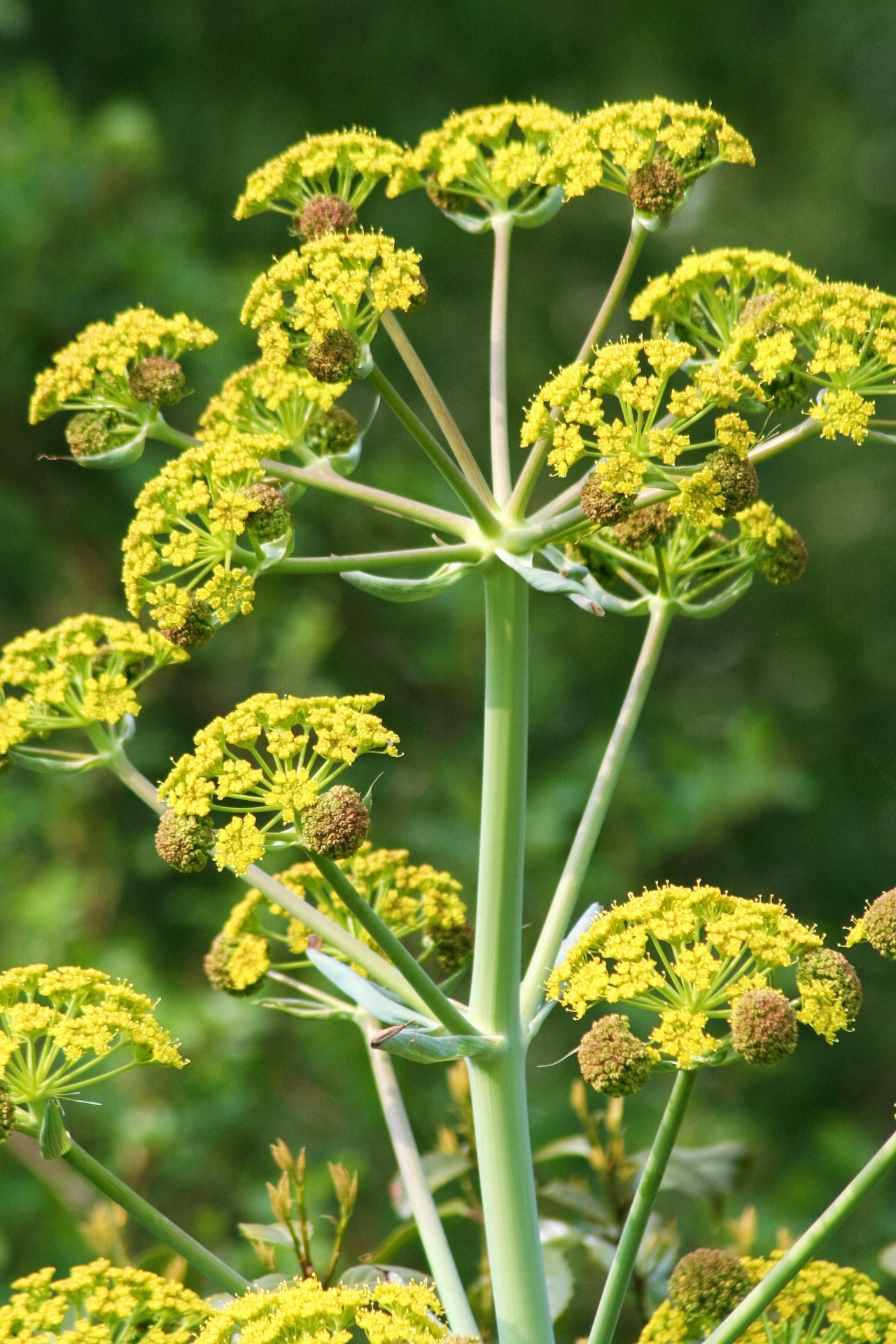 阳光户外清新自然黄色花朵油菜花植物高清图片下载
