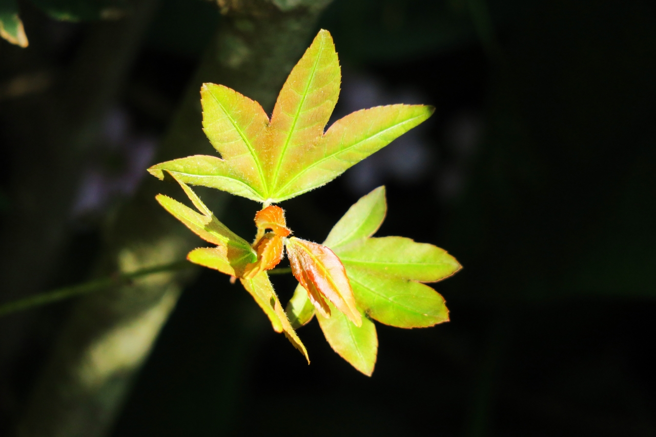 虚化背景阳光户外自然植物绿色叶子高清图片下载