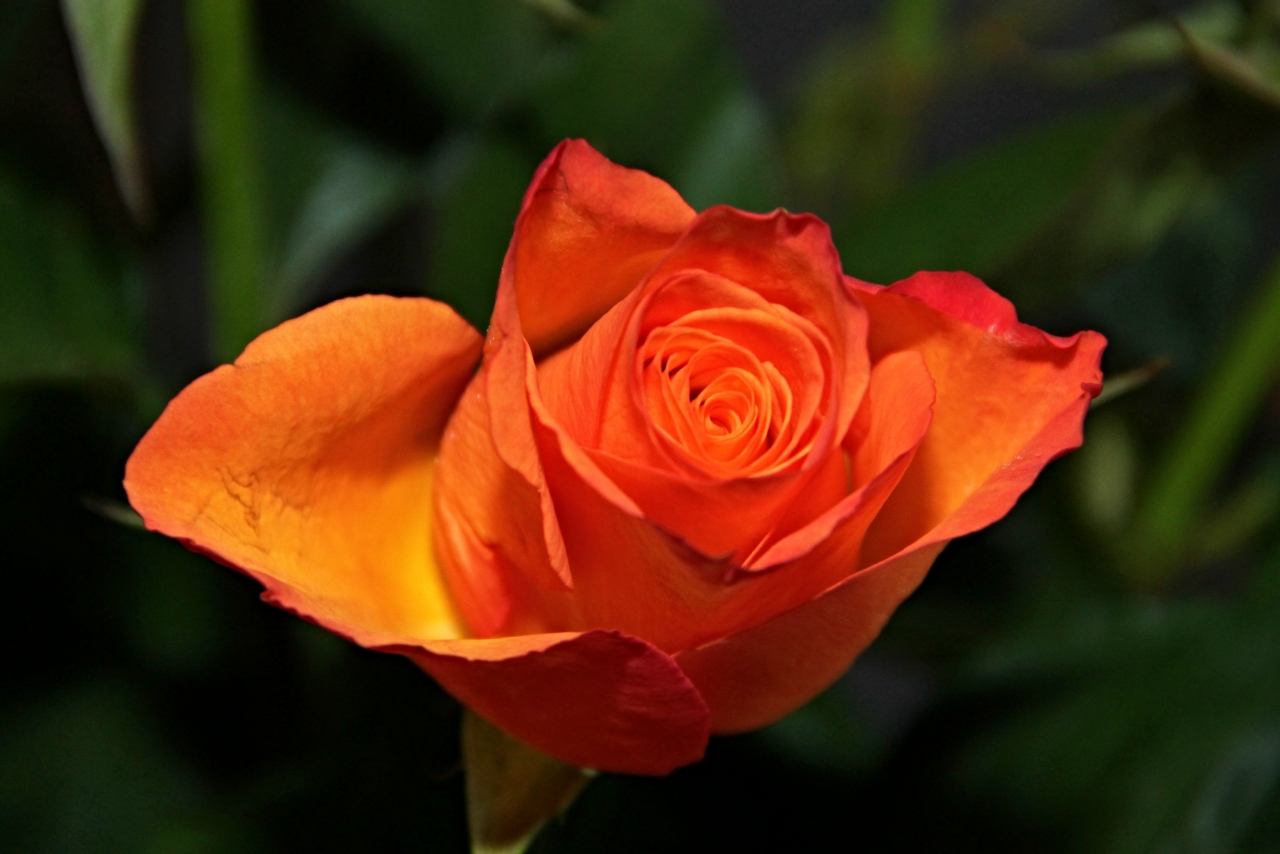 虚化背景户外自然橙色花朵玫瑰植物高清图片下载