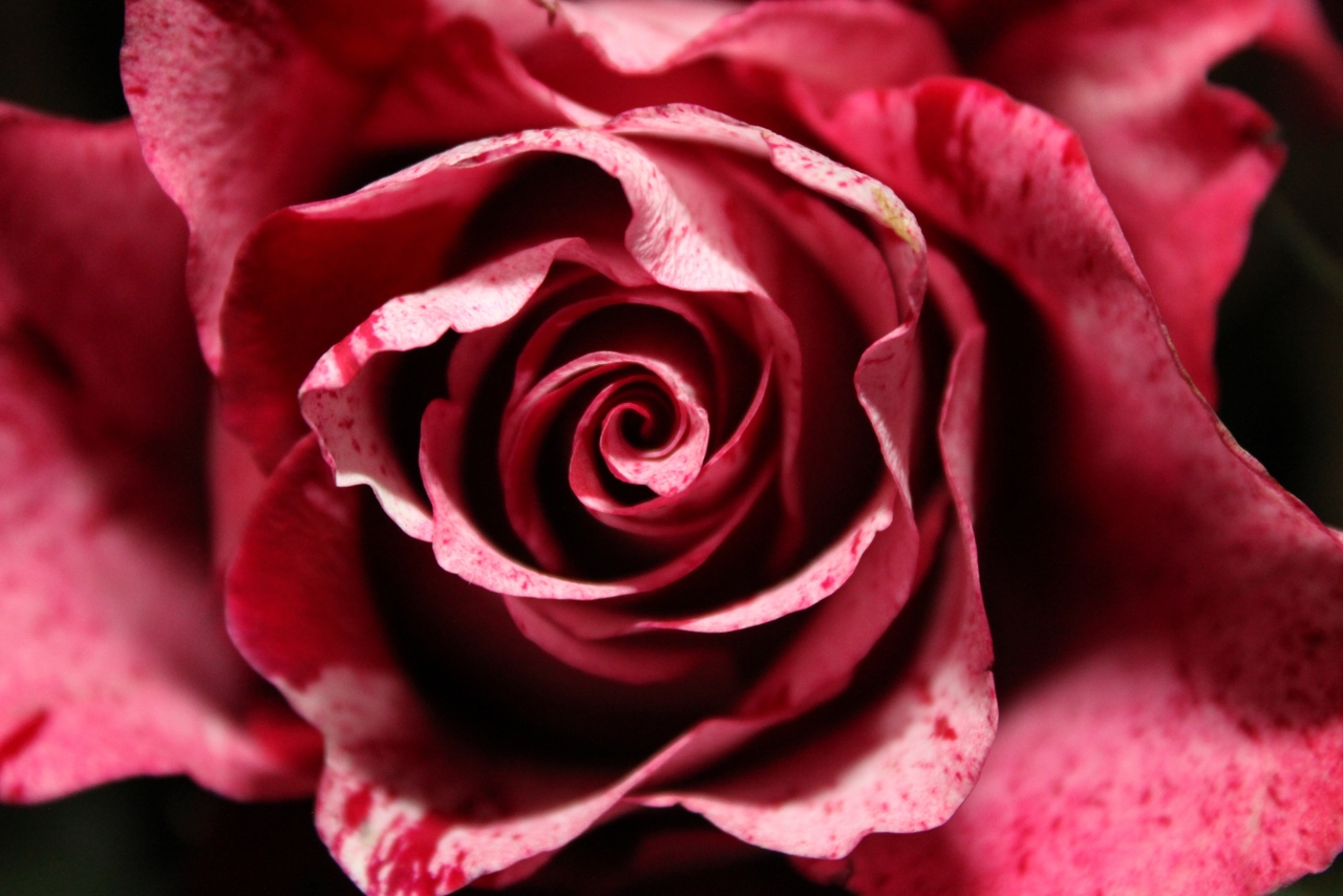 黑色<span style='color:red;'>背景</span>美丽浪漫红色花朵玫瑰自然植物高清图片下载