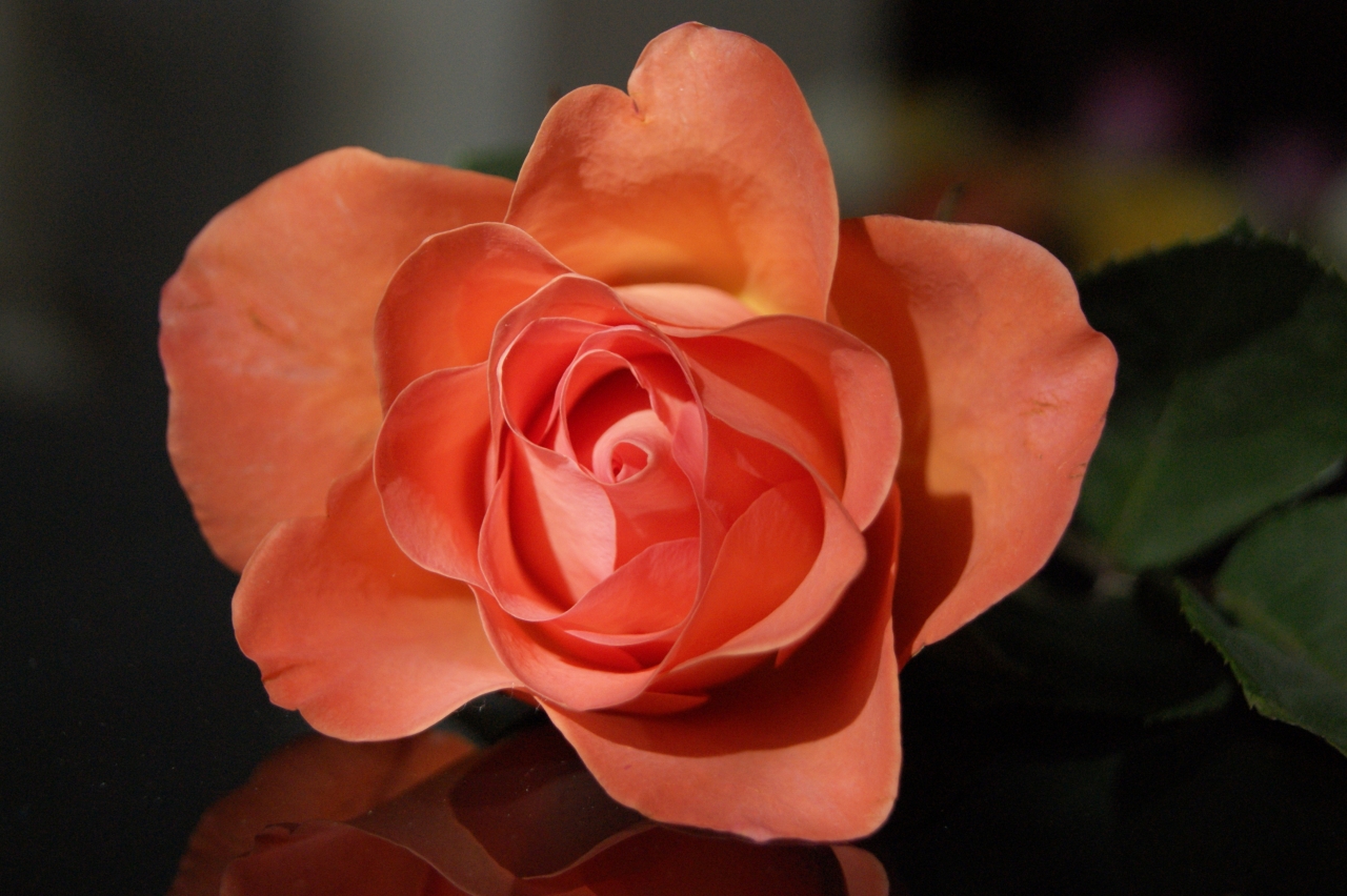 自然户外美丽浪漫橙色花朵<span style='color:red;'>玫瑰</span>植物高清图片下载