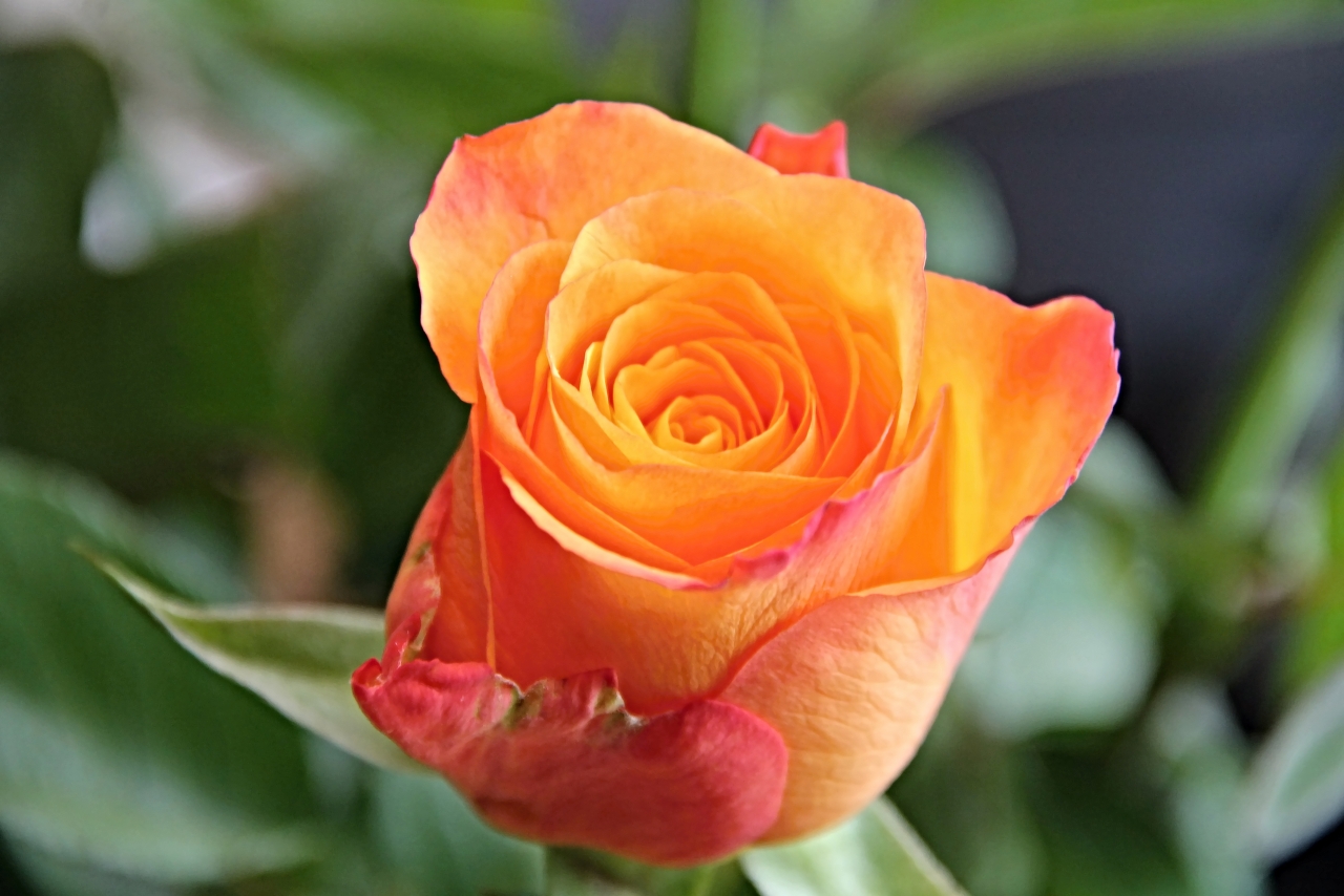 户外自然<span style='color:red;'>橙色</span>花朵绿色枝叶玫瑰植物高清图片下载