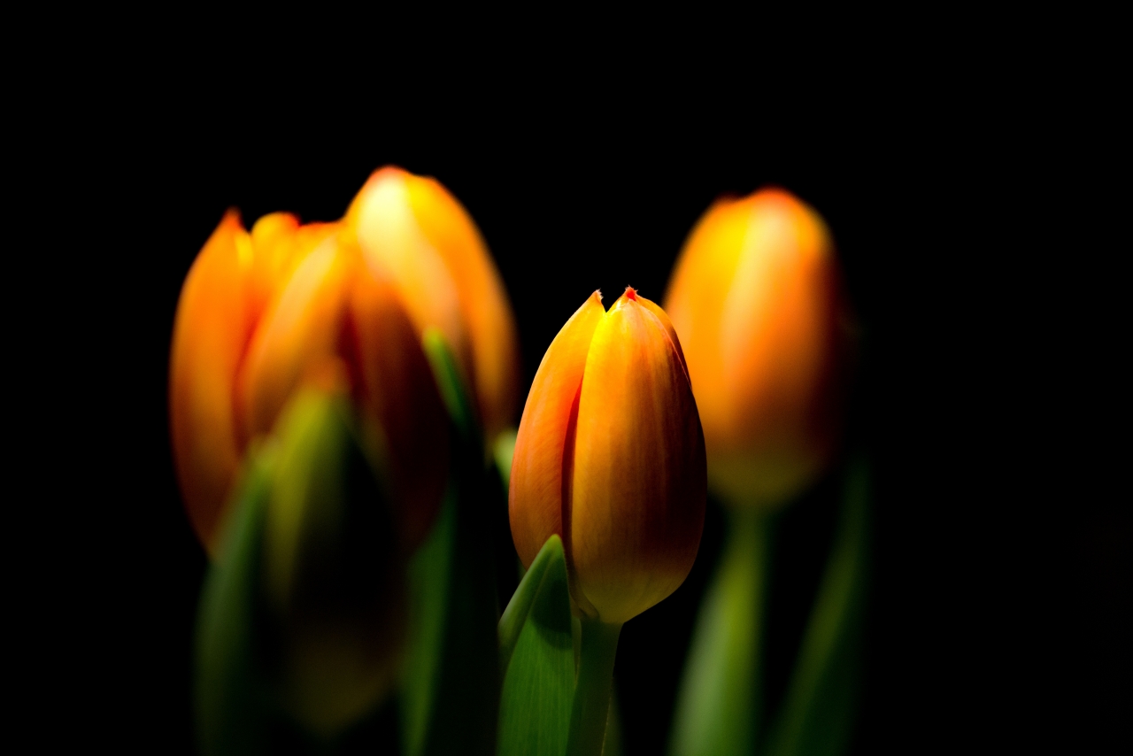 黑色背景灯光下橙色花朵自然郁金香植物高清图片下载
