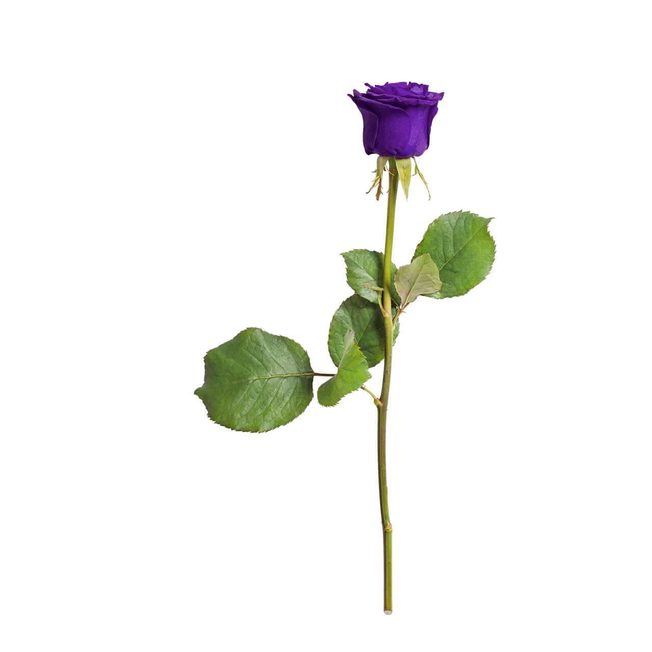 绿色<span style='color:red;'>枝叶</span>紫色花朵自然玫瑰植物高清图片下载