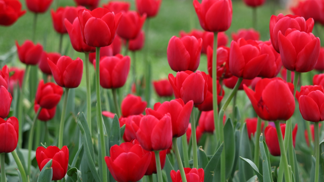 户外自然红色花朵绿色枝叶植物花丛高清图片下载