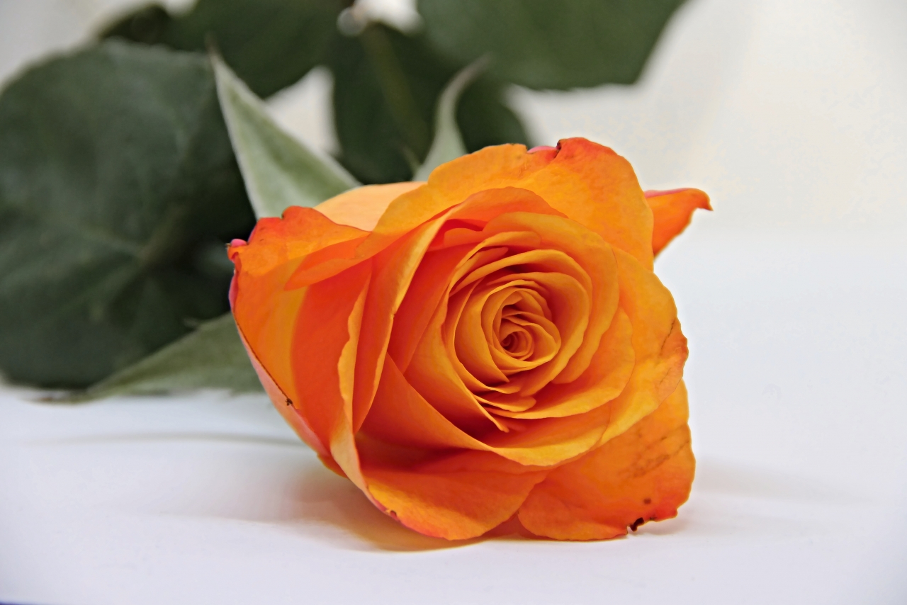 室内白色桌面橙色花朵<span style='color:red;'>绿色</span>叶子玫瑰植物高清图片下载