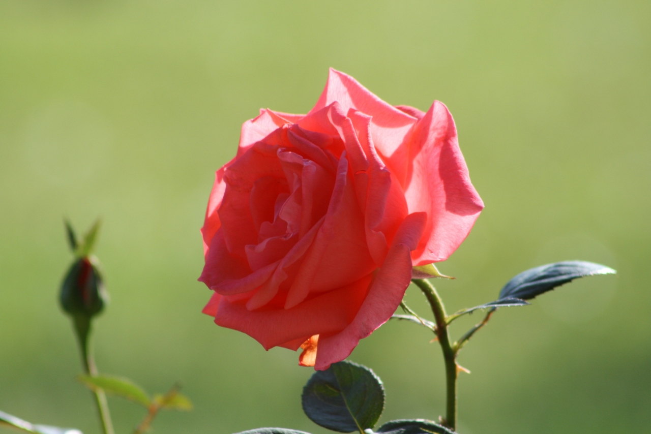 虚化背景户外粉色花朵玫瑰植物高清图片下载