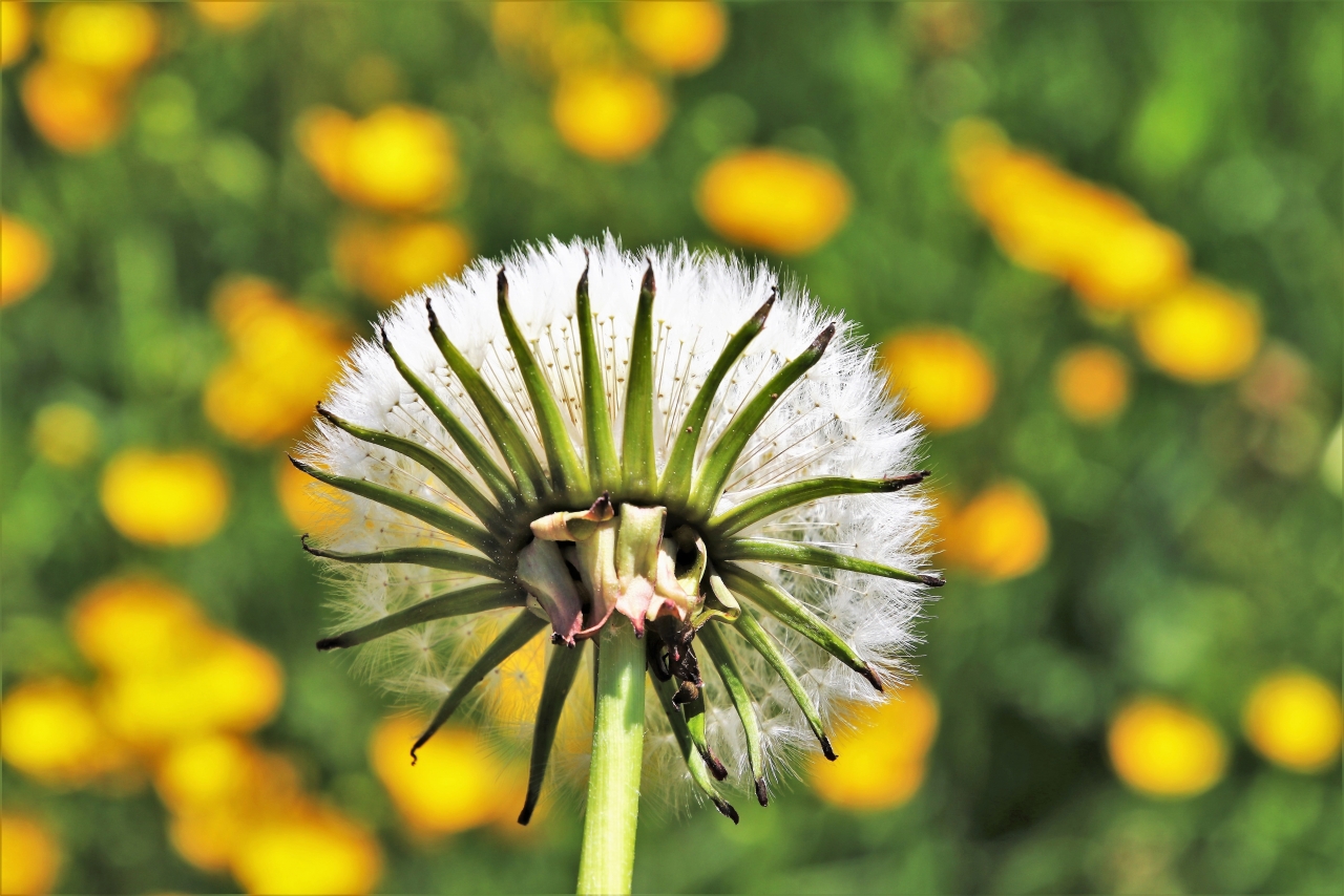 阳光户外自然黄色花田白色蒲公英植物高清图片下载