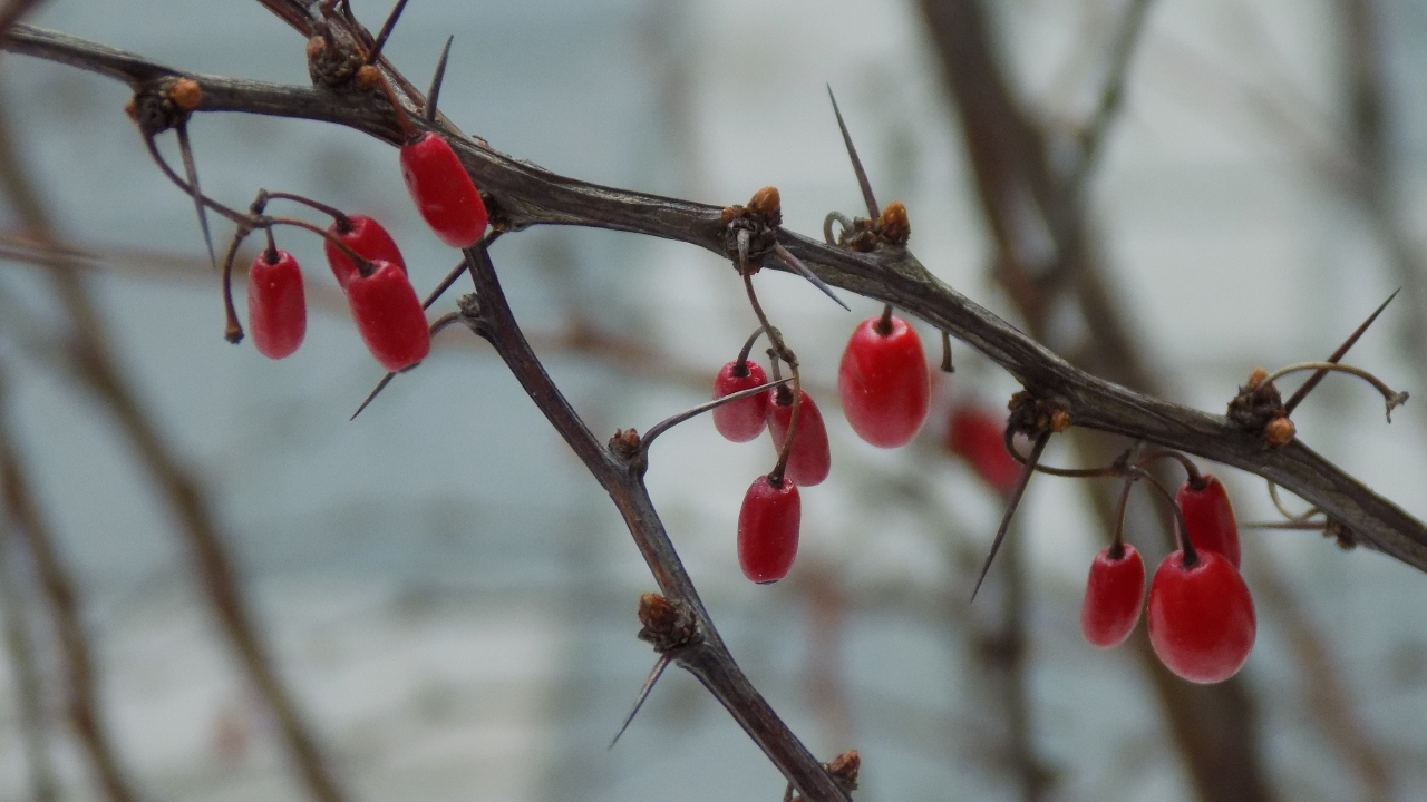 户外自然树木树枝红色小巧果实高清图片下载