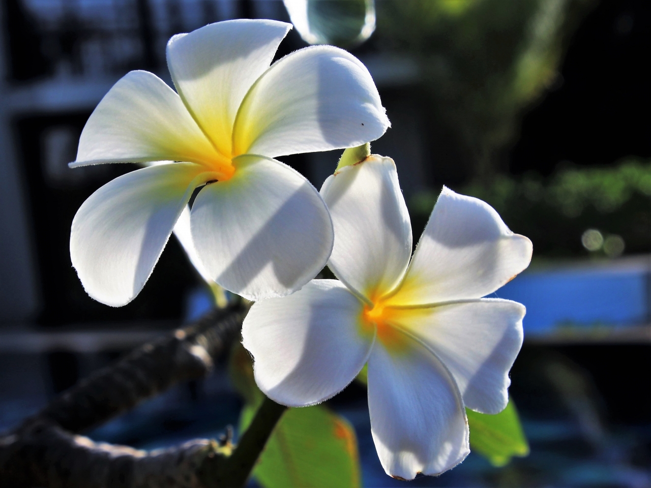 虚化背景阳光户外自然白色花朵植物高清图片下载