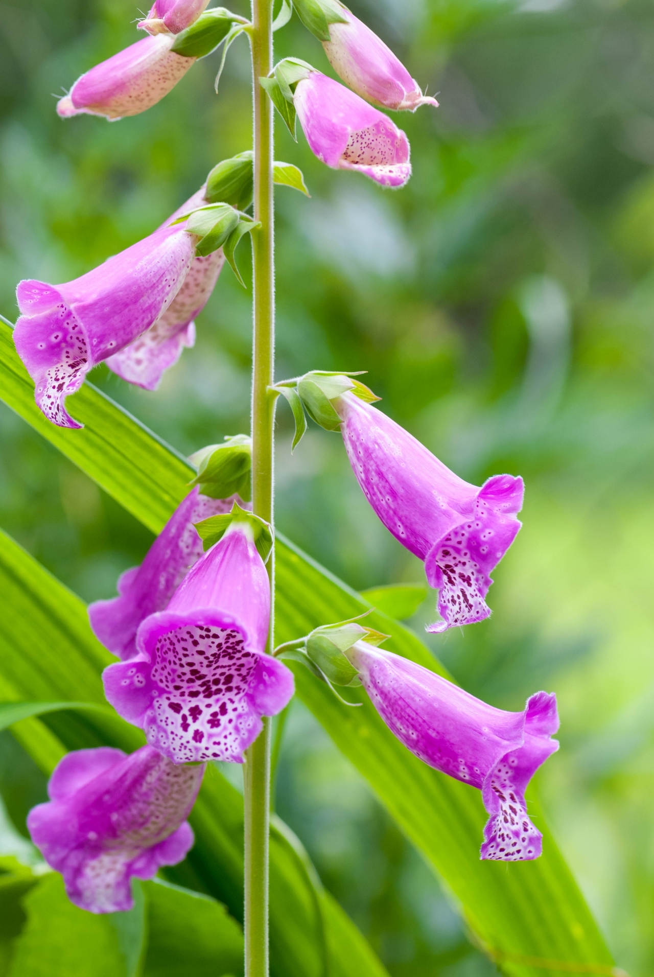 户外自然绿色枝叶紫色花朵植物高清图片下载