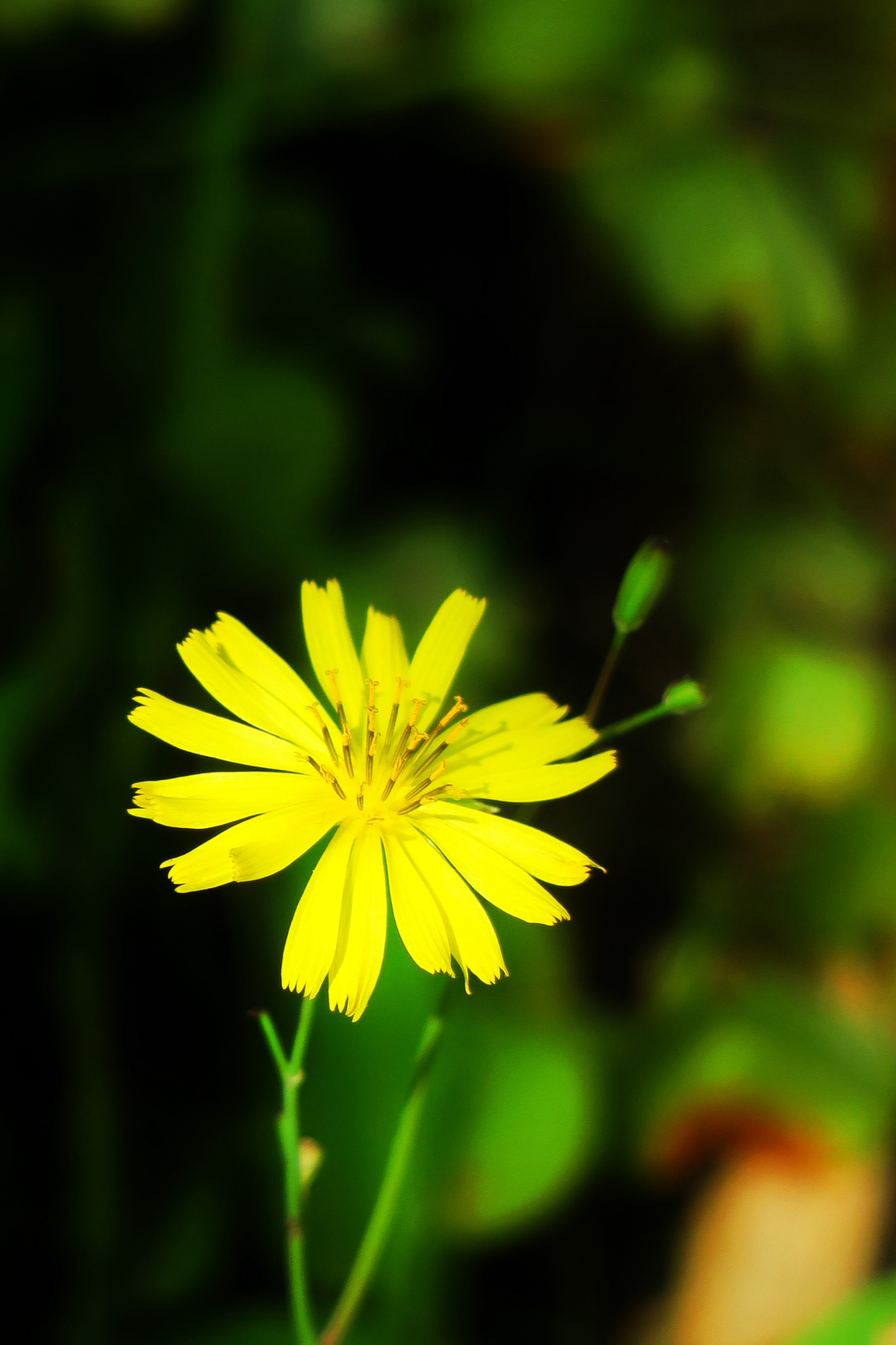 虚化背景户外自然黄色花朵植物高清图片下载