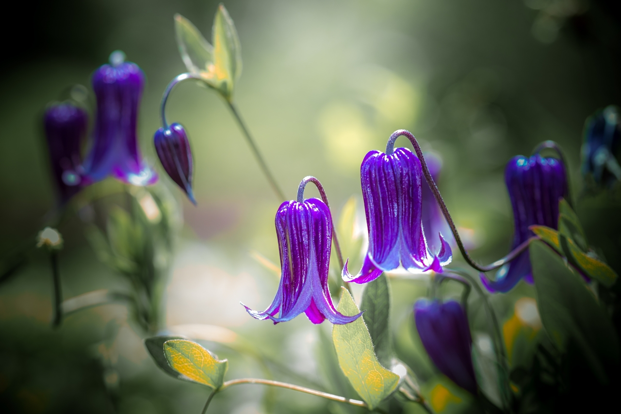 阳光户外自然绿色枝叶紫色花朵植物高清图片下载