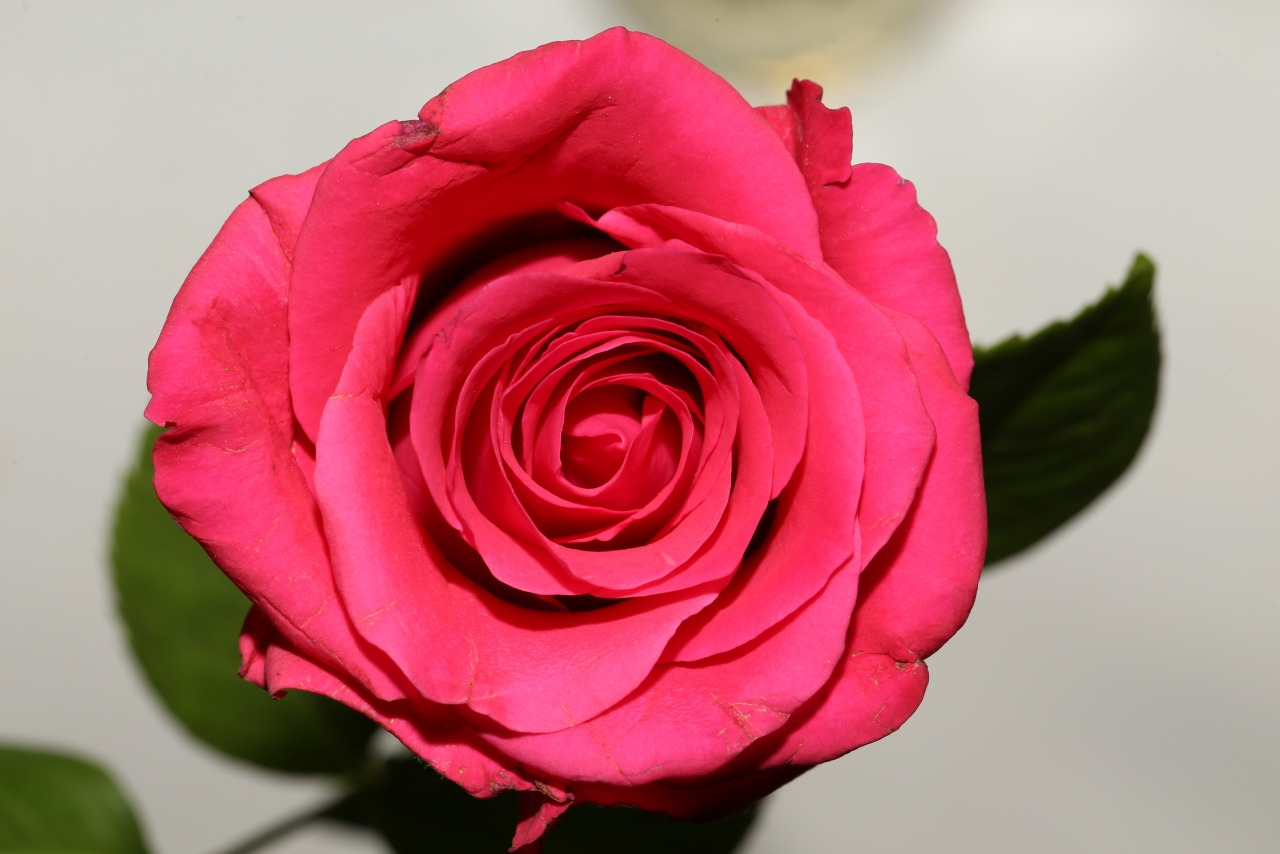 虚化背景粉色花朵玫瑰自然植物高清图片下载