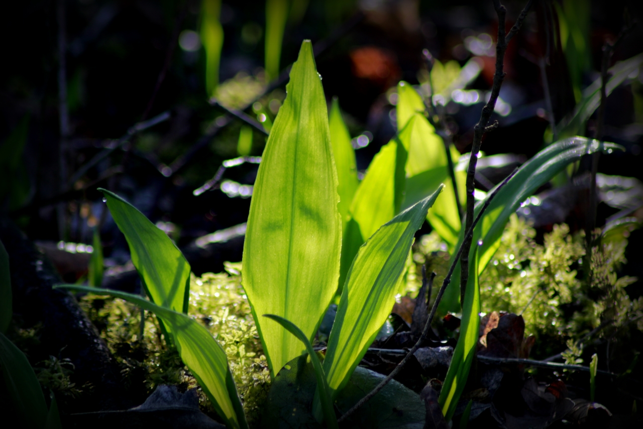 阳光户外自然植物清新绿色叶子高清图片下载