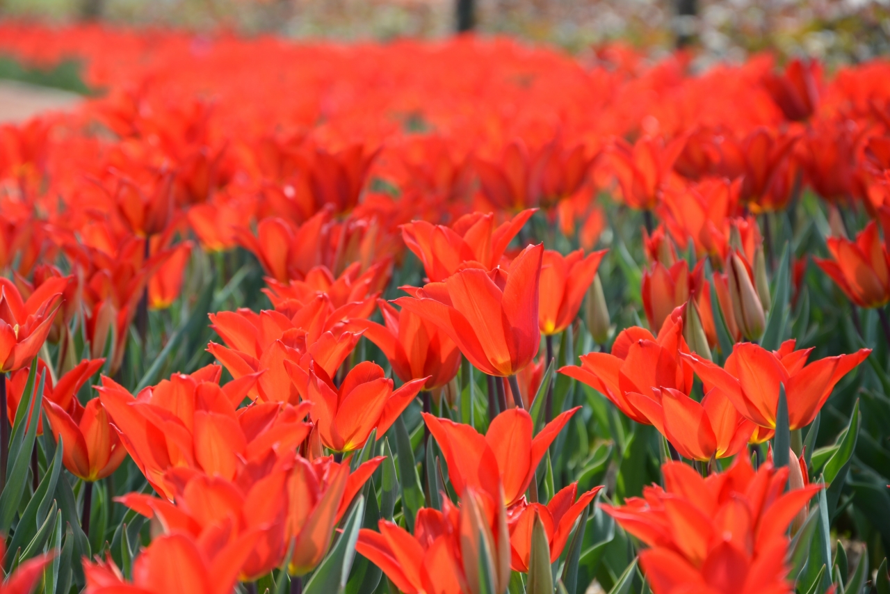 户外自然鲜艳红色花朵植物花丛高清图片下载