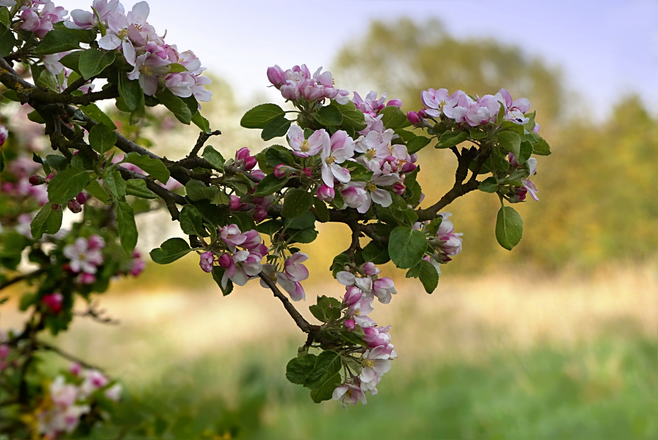 茂密植物树枝开放紫色鲜艳花朵美丽风光高清图片下载