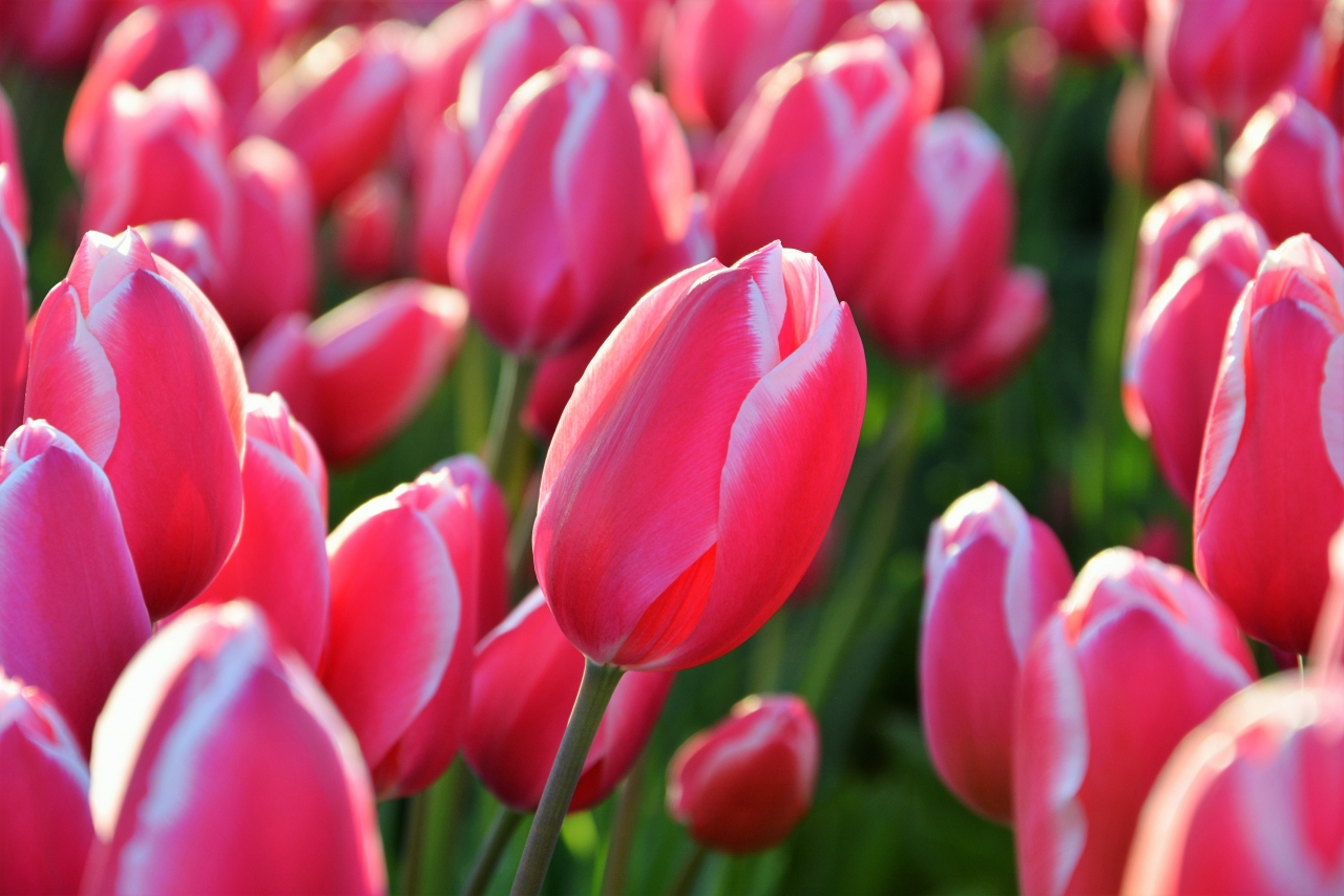 阳光户外鲜艳粉色花朵自然<span style='color:red;'>植物</span>高清图片下载