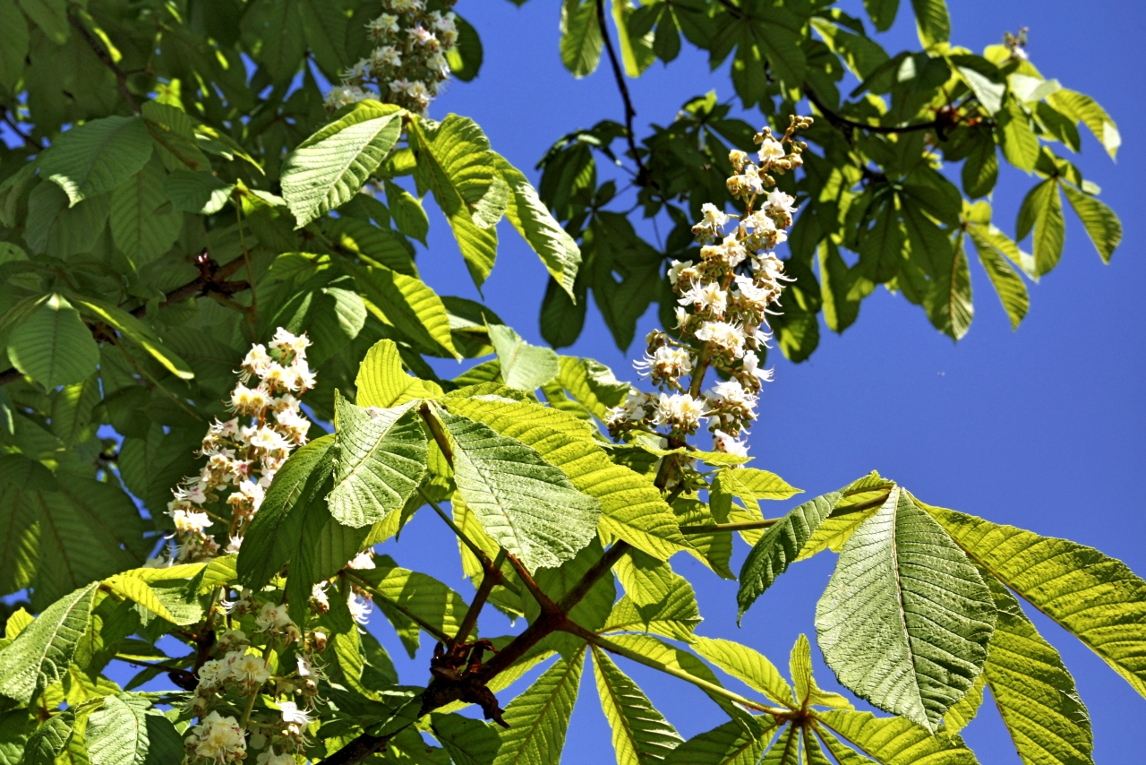 阳光蓝色天空树木树枝自然白色花朵高清图片下载