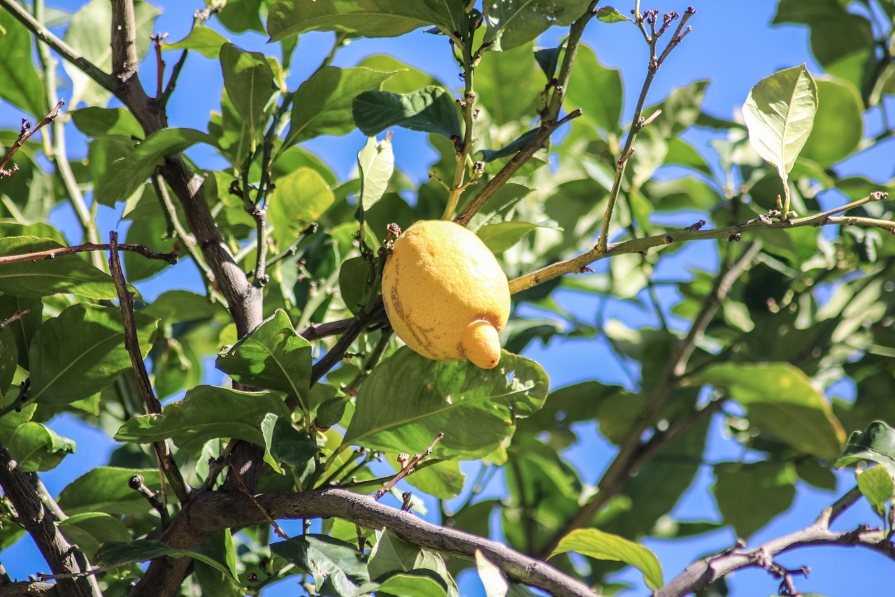 阳光蓝色天空自然树木树枝新鲜柠檬高清图片下载