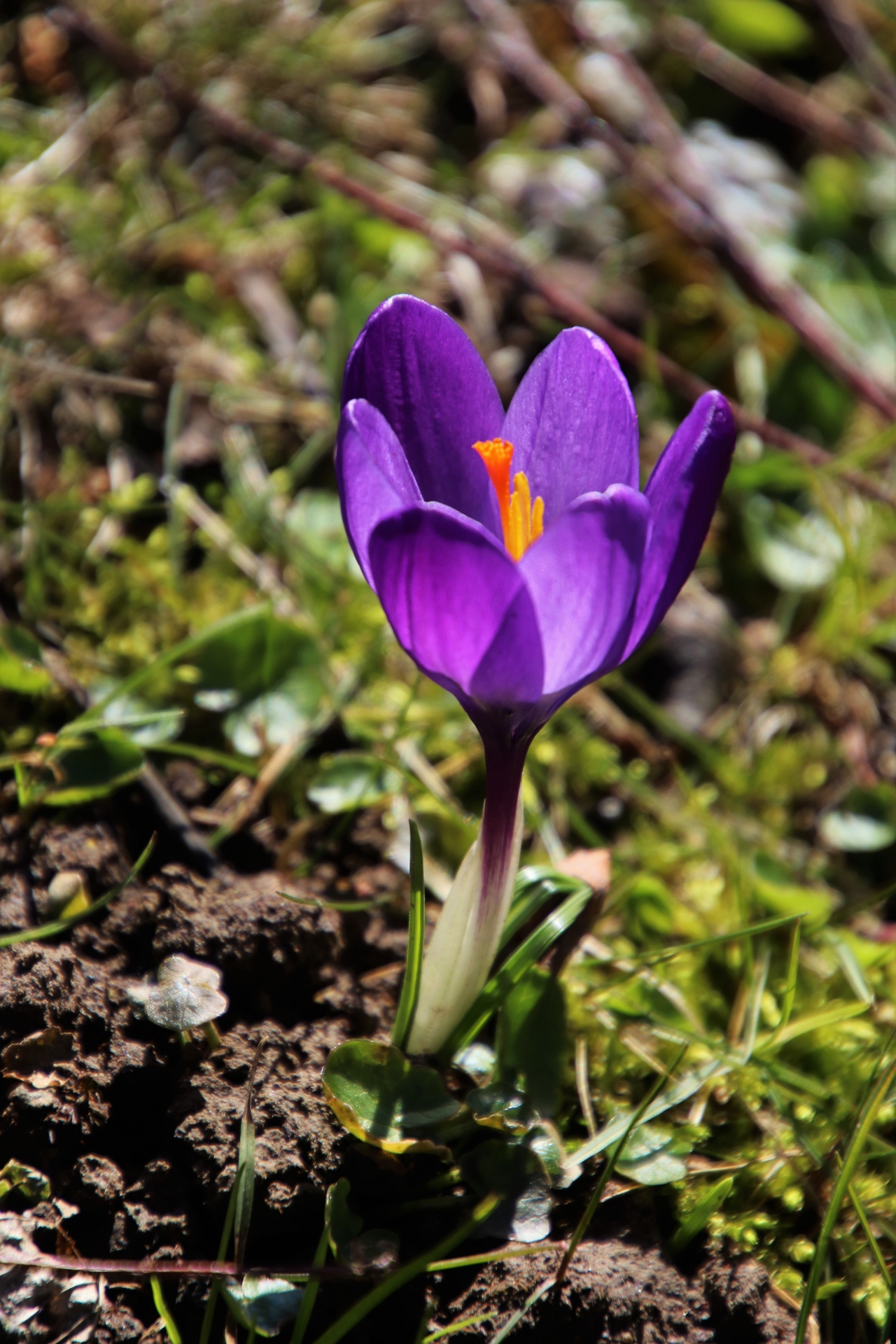户外自然绿色叶子紫色花朵植物高清图片下载