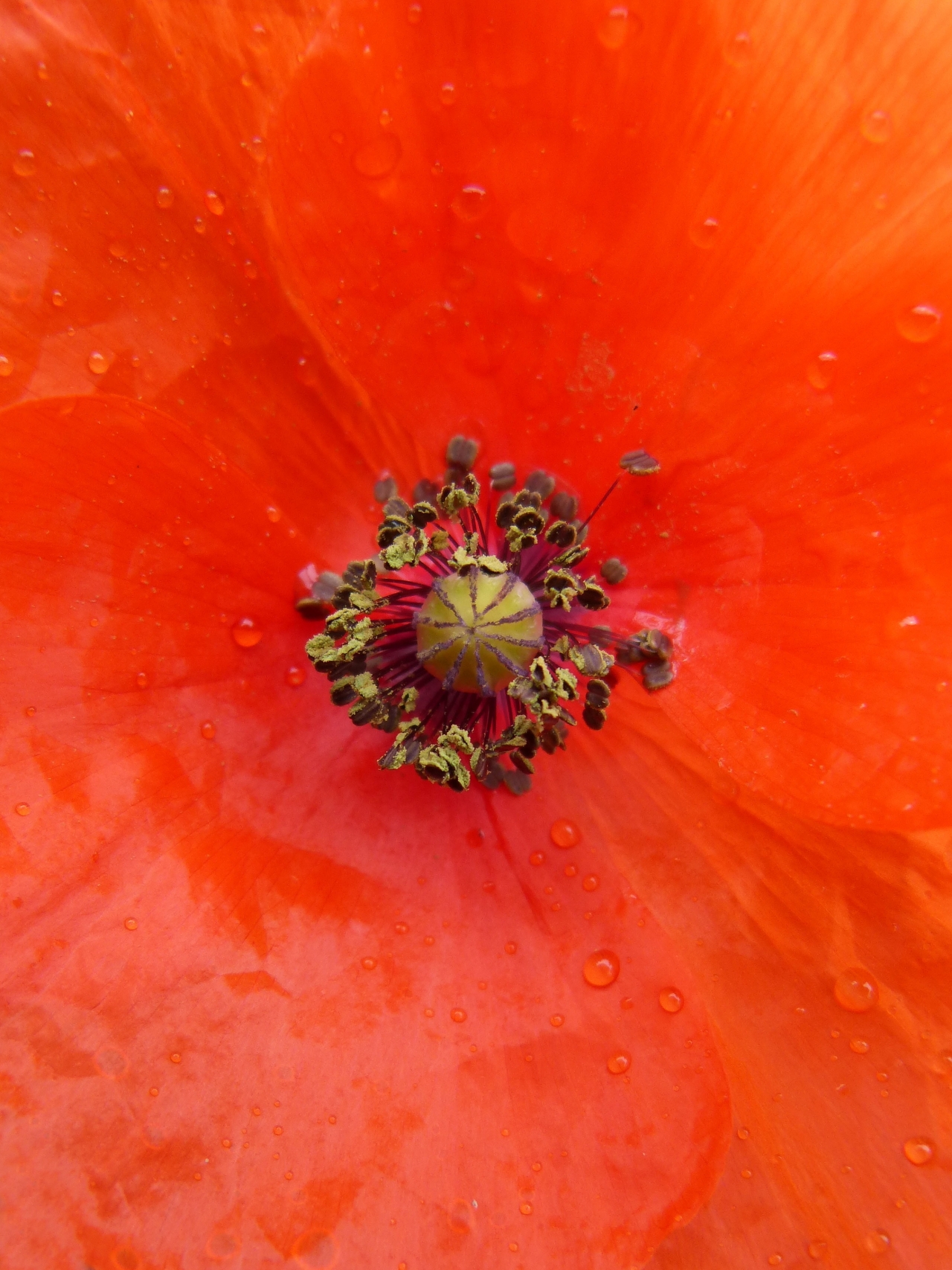 自然红色花朵植物花蕊微距特写高清图片下载