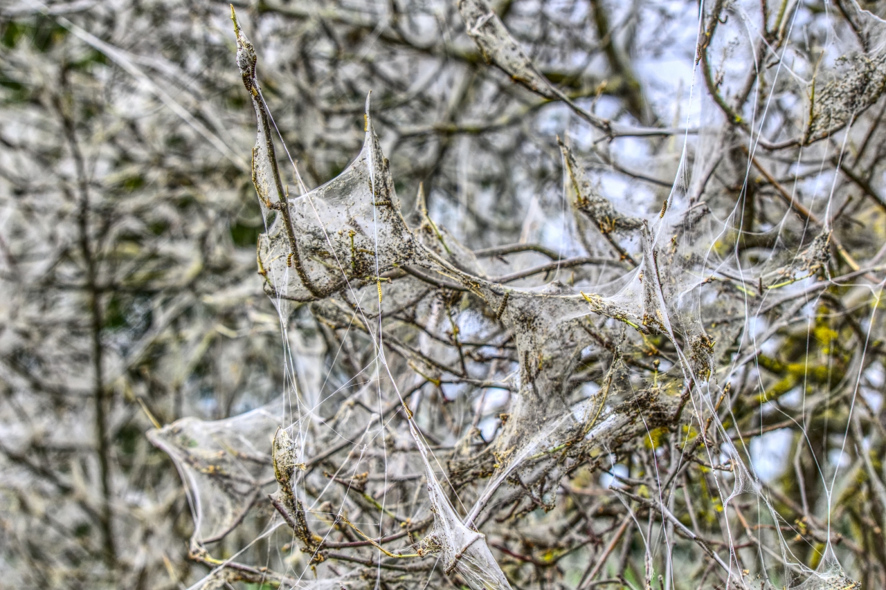 户外自然树木树枝缠绕白色蜘蛛网高清图片下载
