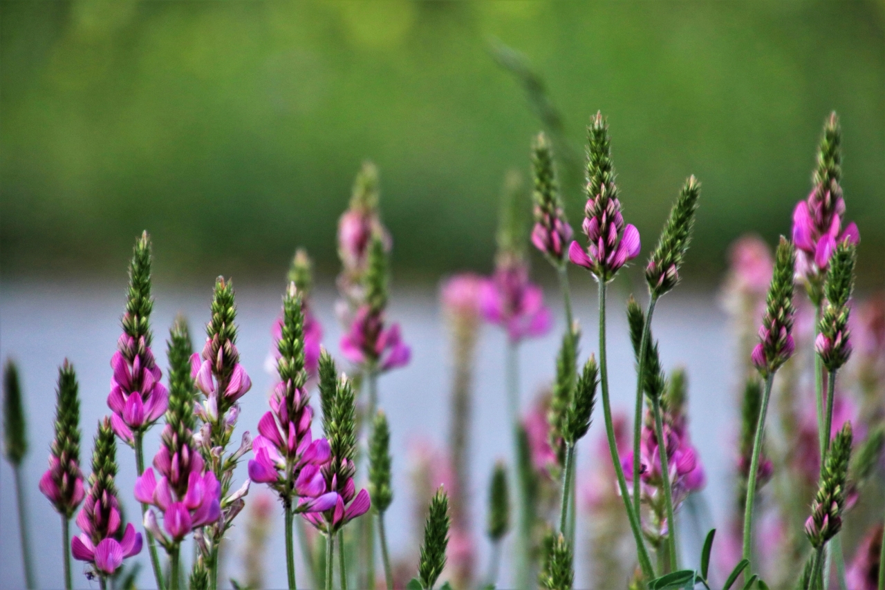 户外自然绿色枝干粉色花朵植物高清图片下载