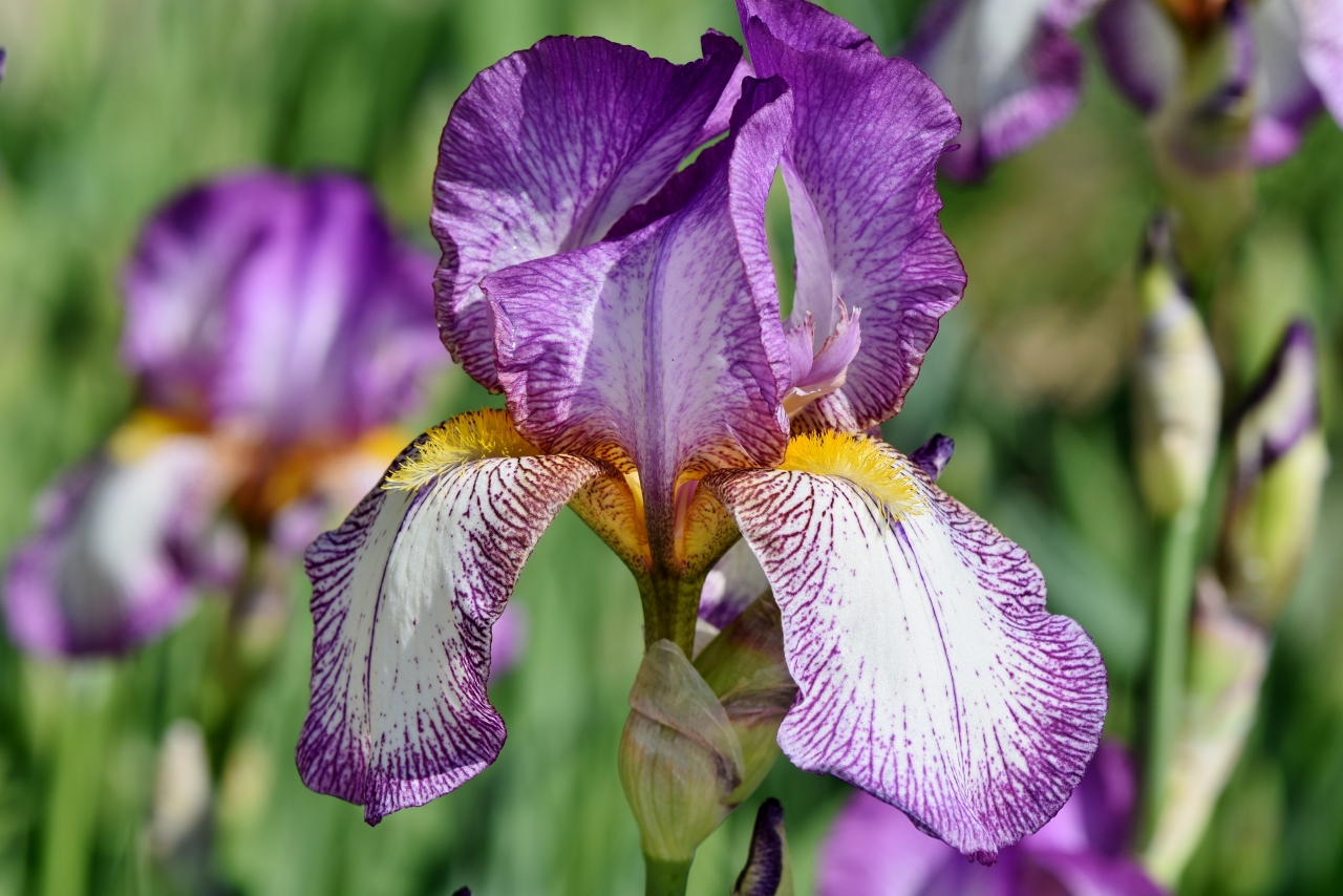 阳光户外自然紫色花朵黄色花蕊植物高清图片下载