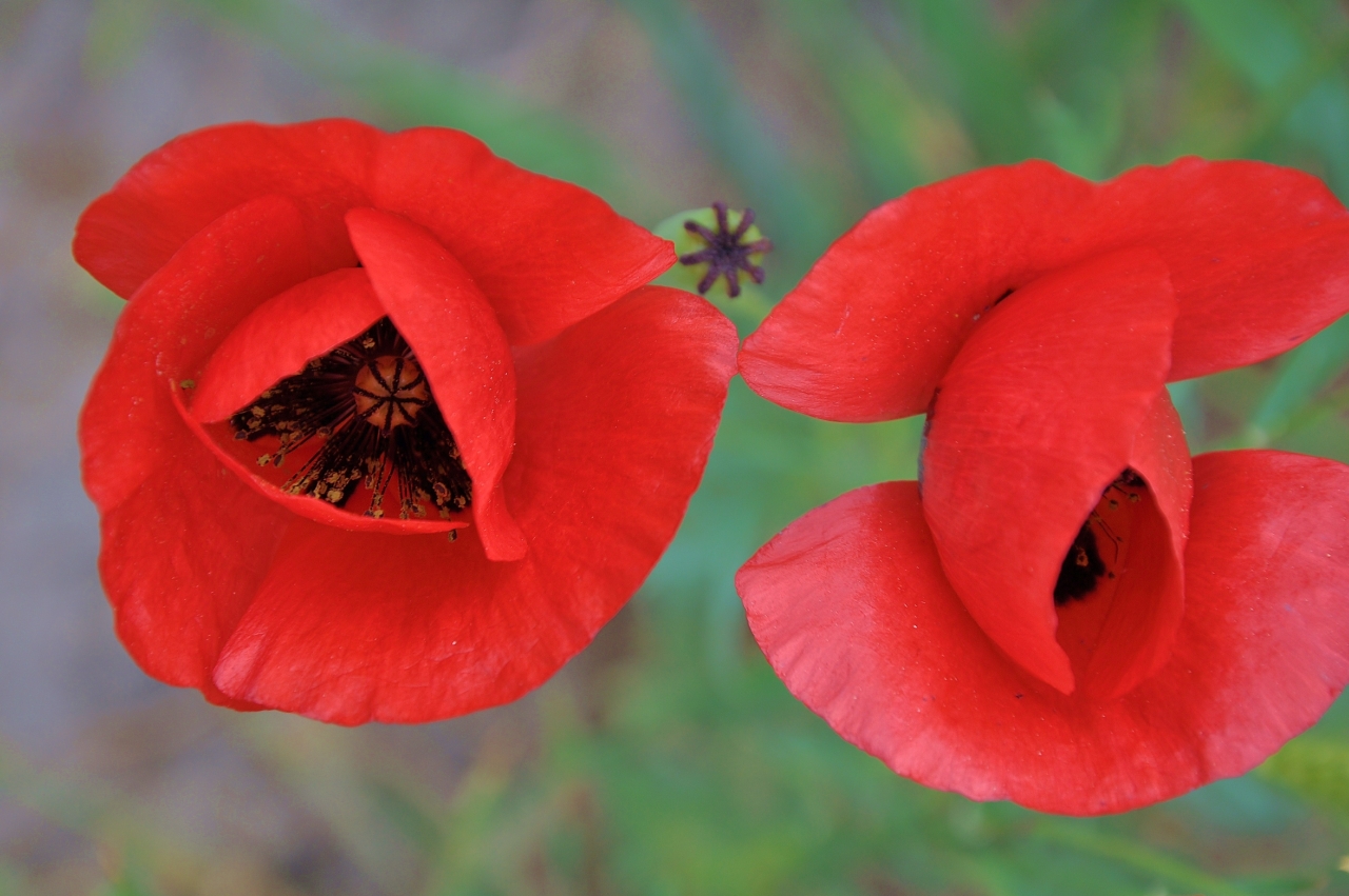 虚化背景户外自然红色花朵<span style='color:red;'>植物</span>高清图片下载