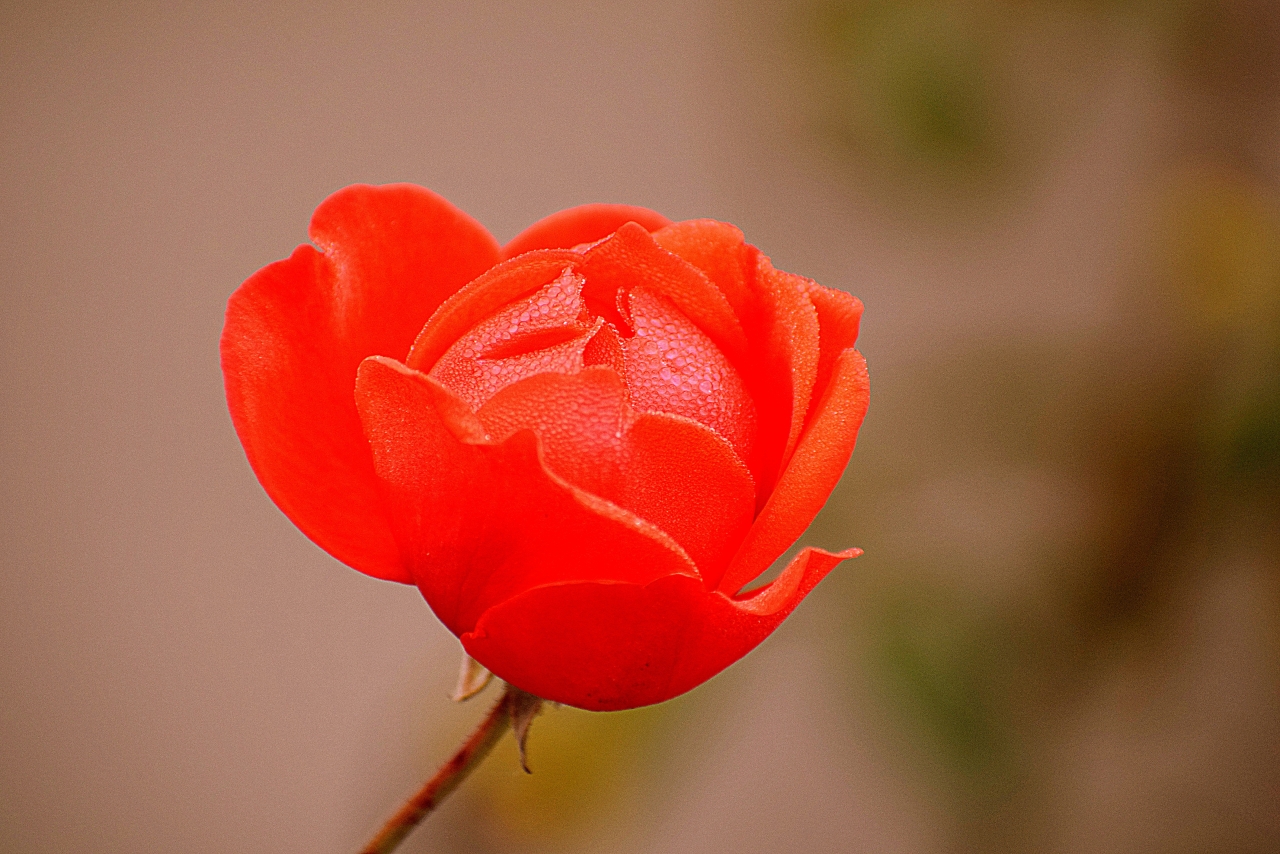 虚化背景户外<span style='color:red;'>自然</span>红色花朵植物高清图片下载