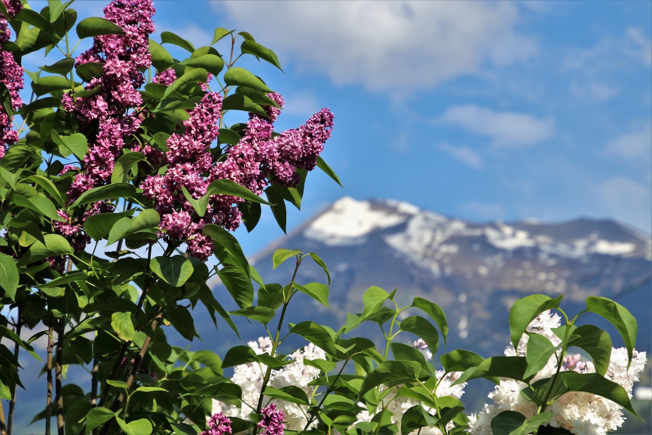 蓝天白云山峰前自然白色紫色花朵植物高清图片下载