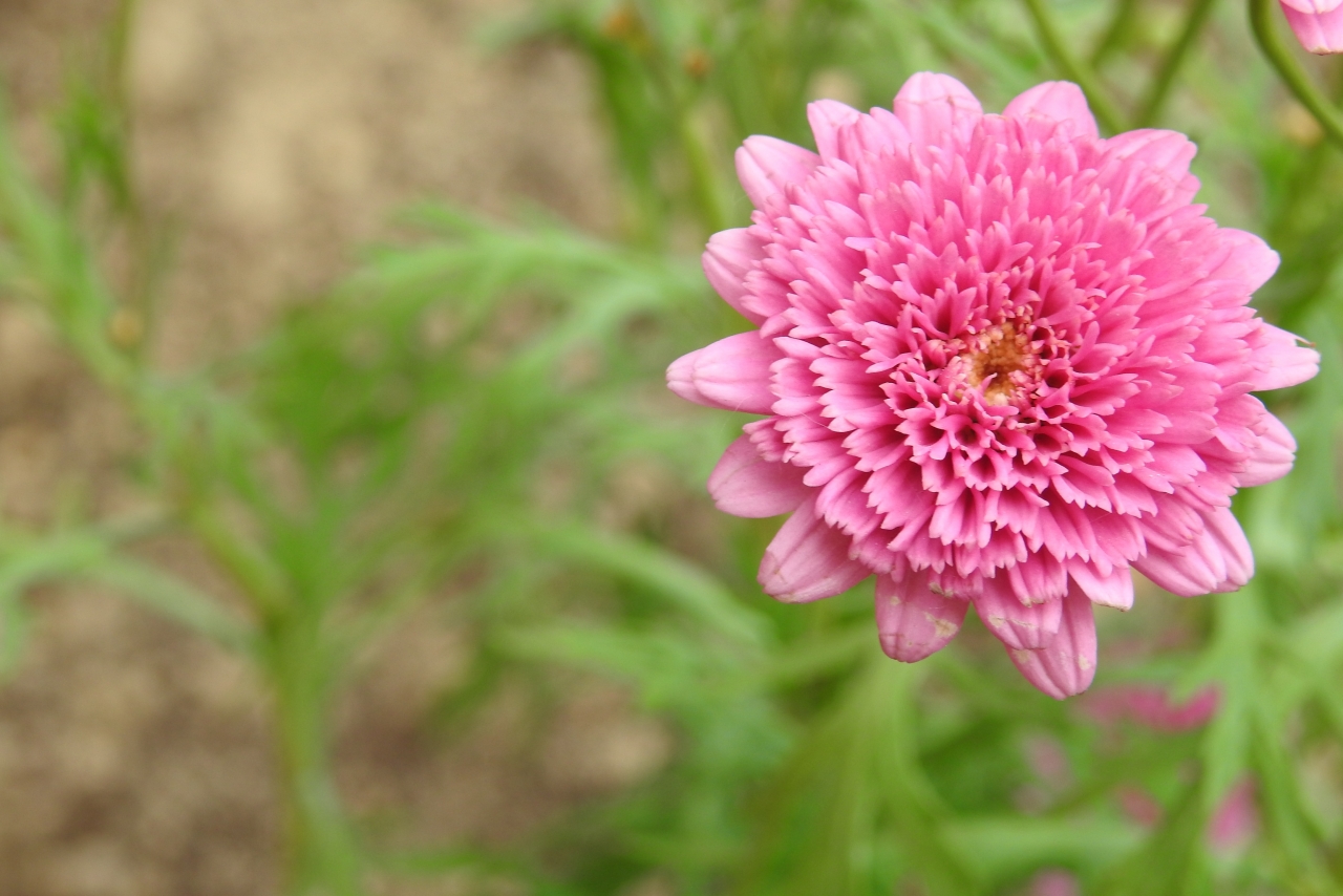 户外自然粉色花朵绿色叶子植物高清图片下载