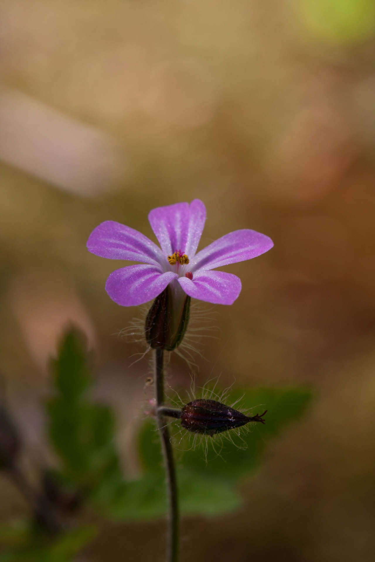 虚化背景户外自然紫色花朵植物高清图片下载