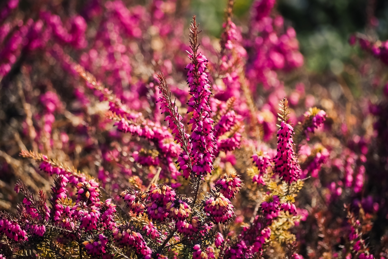 户外花圃鲜艳夺目紫色植物花草高清图片下载