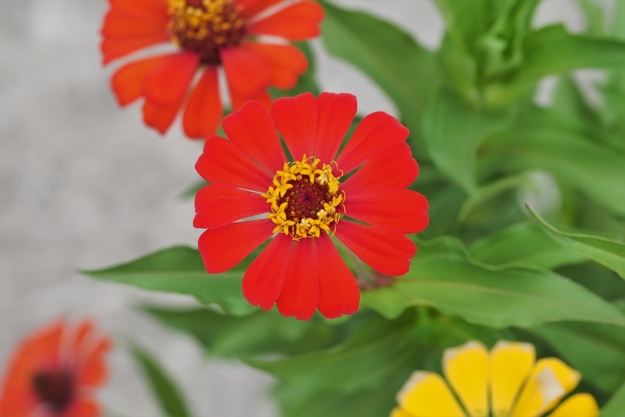 户外自然<span style='color:red;'>红色</span>黄色花朵绿色叶子植物高清图片下载
