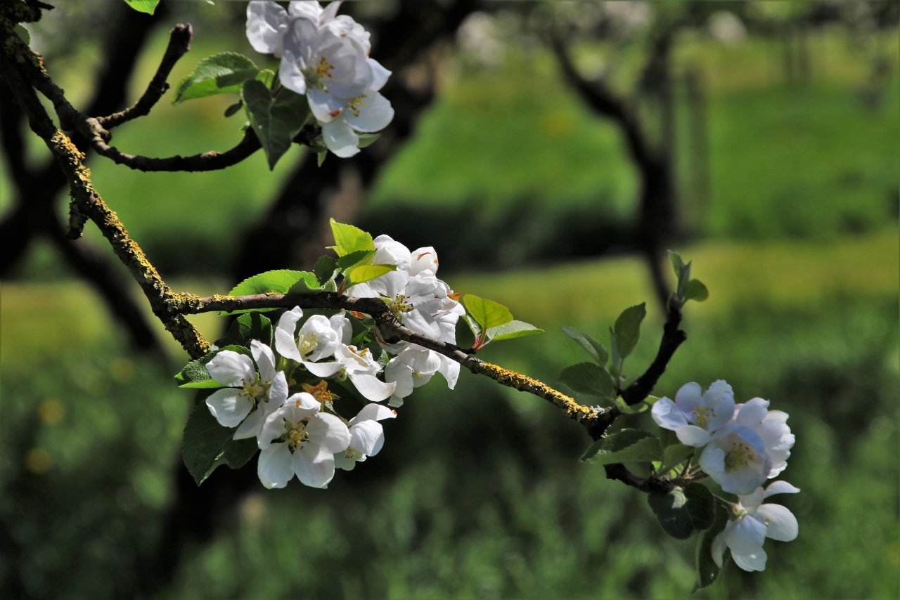 阳光户外自然树木树枝白色花朵高清图片下载