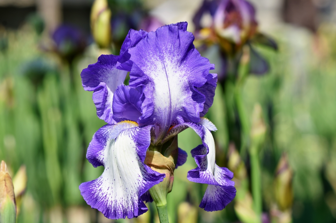 阳光户外自然紫色花朵鸢尾花植物高清图片下载