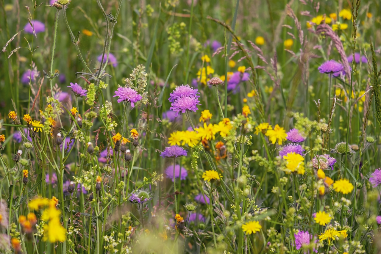 户外自然紫色黄色花朵清新植物高清图片下载