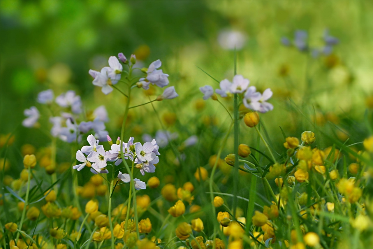 阳光户外草坪间自然白色黄色花朵植物高清图片下载