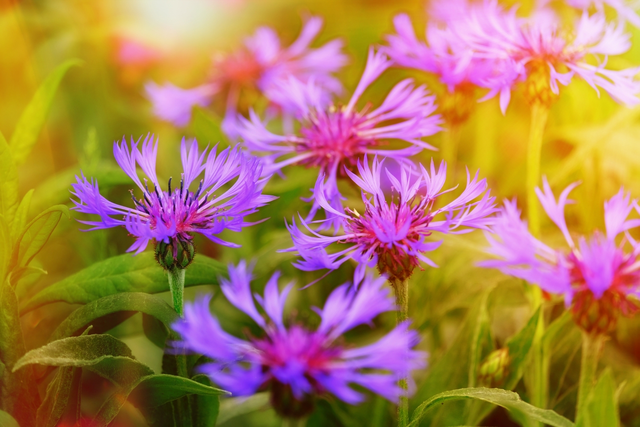 阳光户外自然紫色花朵<span style='color:red;'>绿色</span>叶子植物高清图片下载